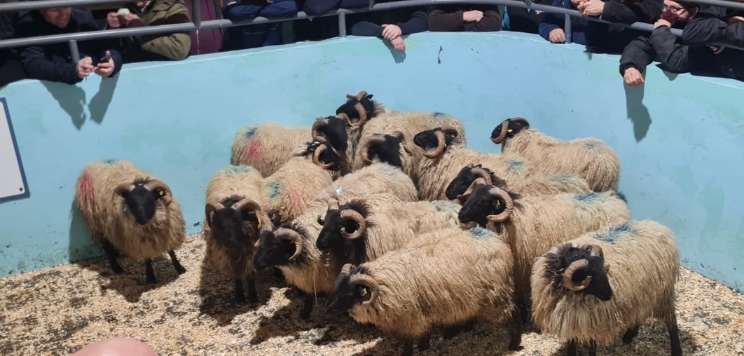 These 15 ram lambs weighing 32kgs sold for €87/head Image source: Maam Cross Mart