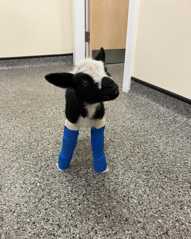 Source: Nantwich Farm Vets
