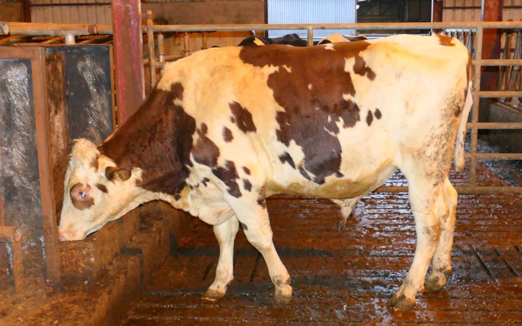 Lot 101: Willofarm Ginger Red, sold for 2,350gns Image source: Taaffe auctions