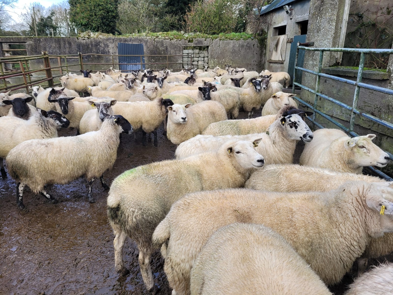 Source: Tullow Livestock Sales