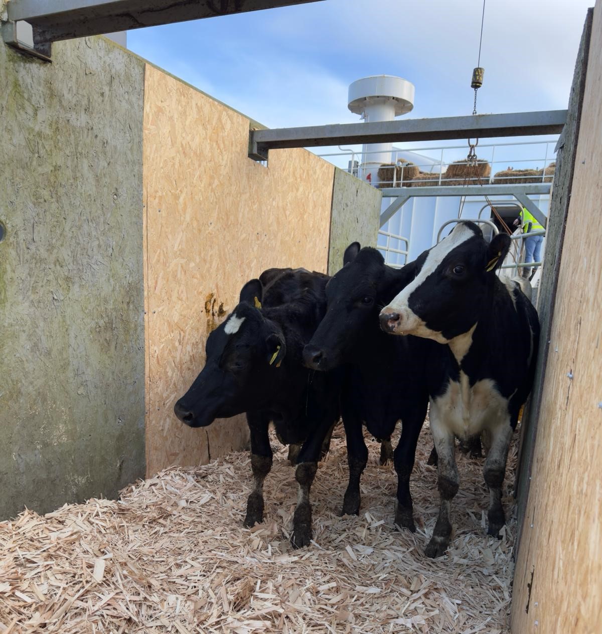 The heifers arriving in Algeria