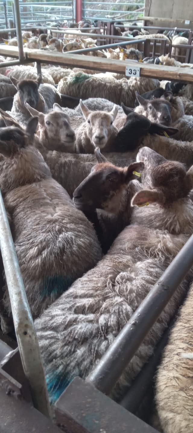 10 weighing 53kg sold for €193; Source: Dowra Mart Ltd
