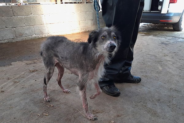 Image source: ISPCA