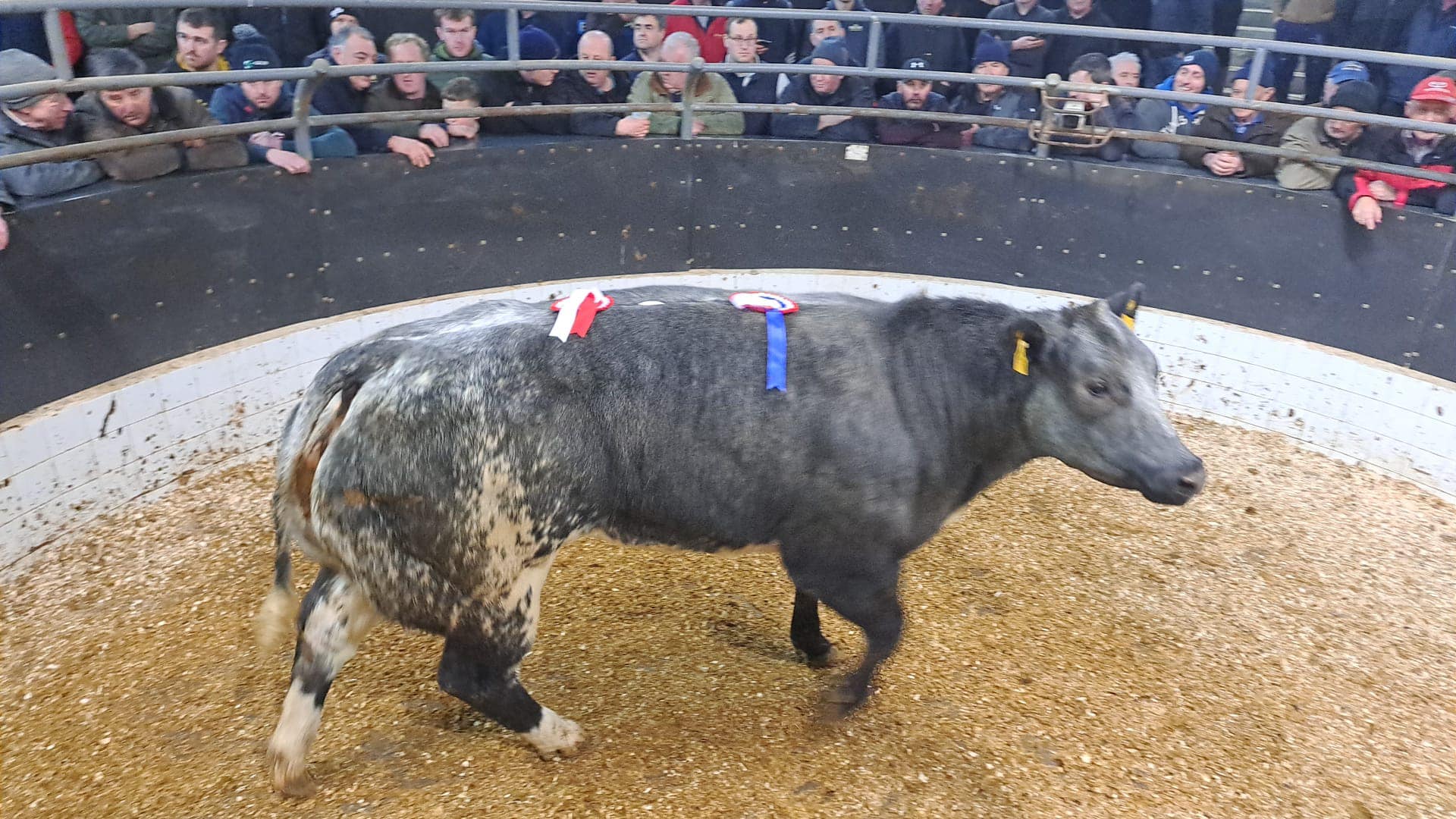This 650kg Belgian Blue-cross heifer sold for €7,700 or €11.85/kg.