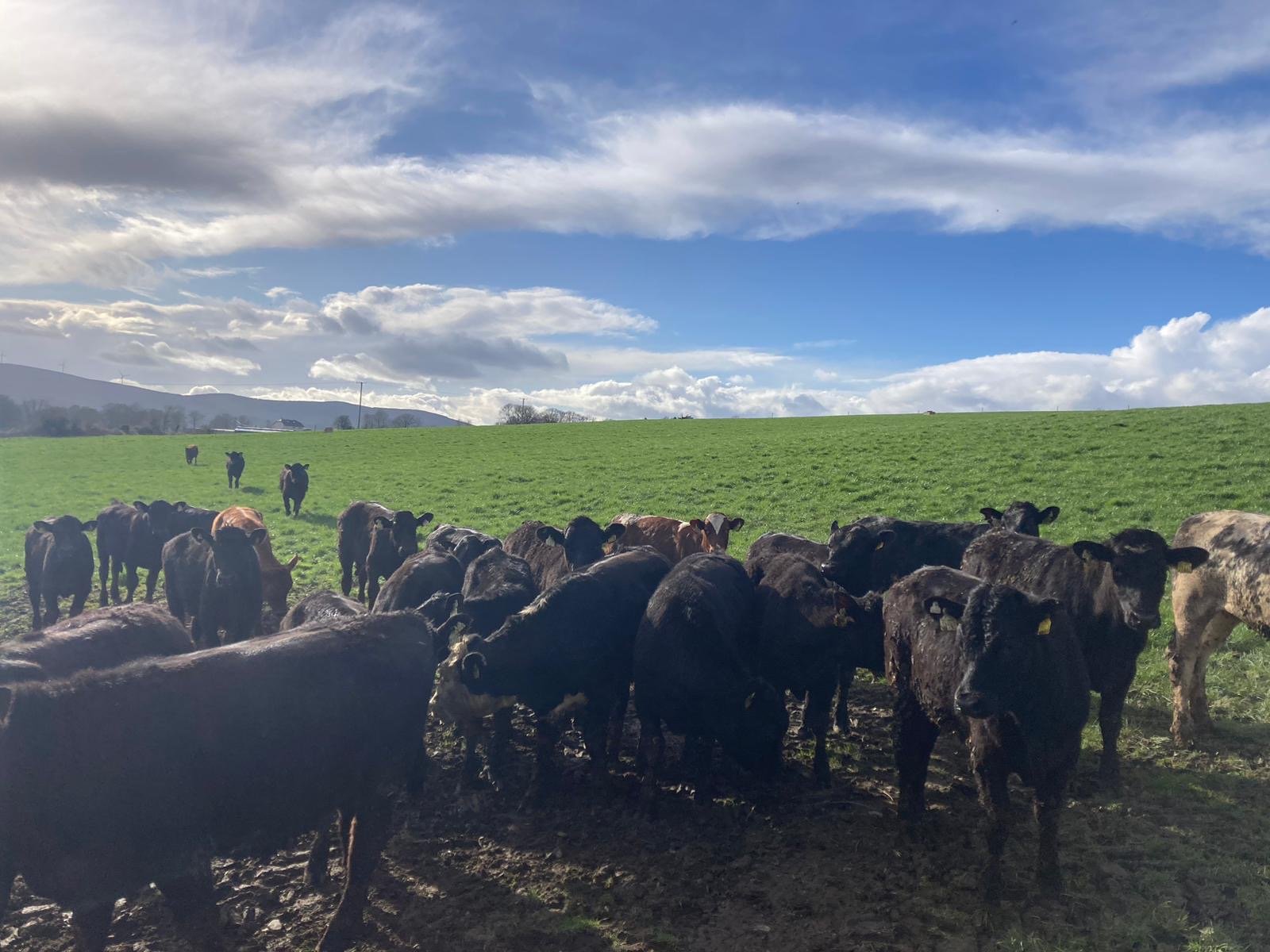 The first 40 yearling cattle going to grass on the ABP Demo Farm
