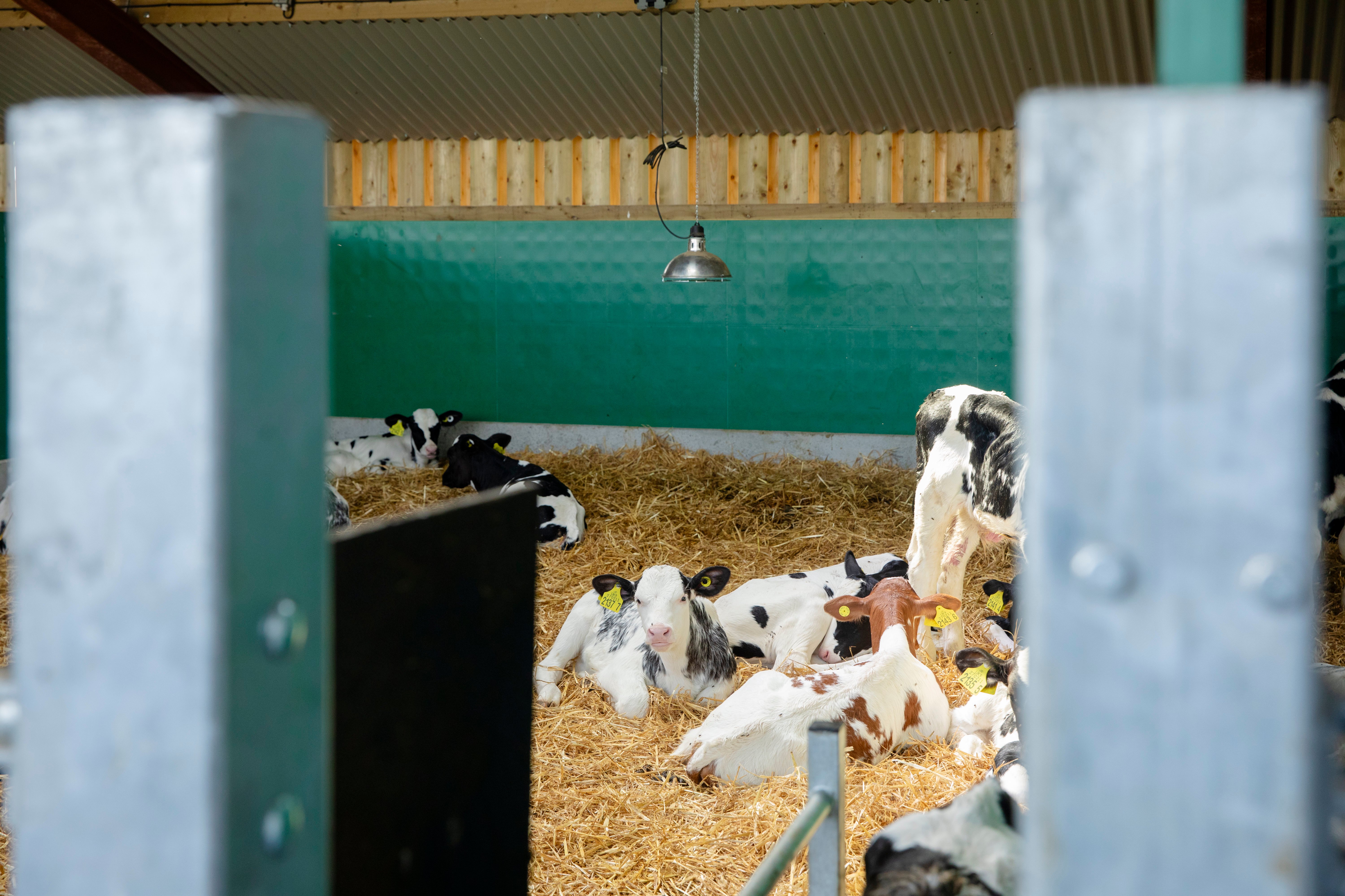 Calves inside the Mono Calf building