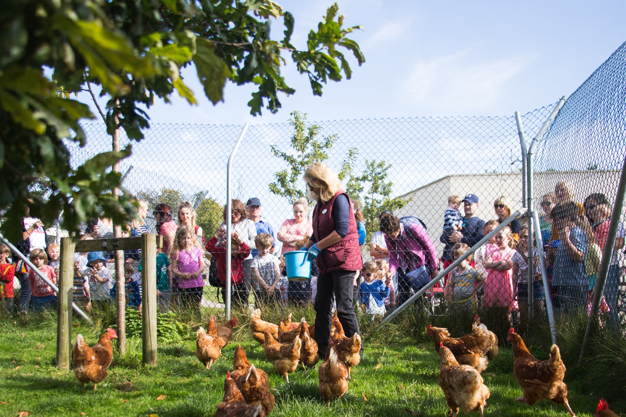 Daily egg collection at Airfield Estate