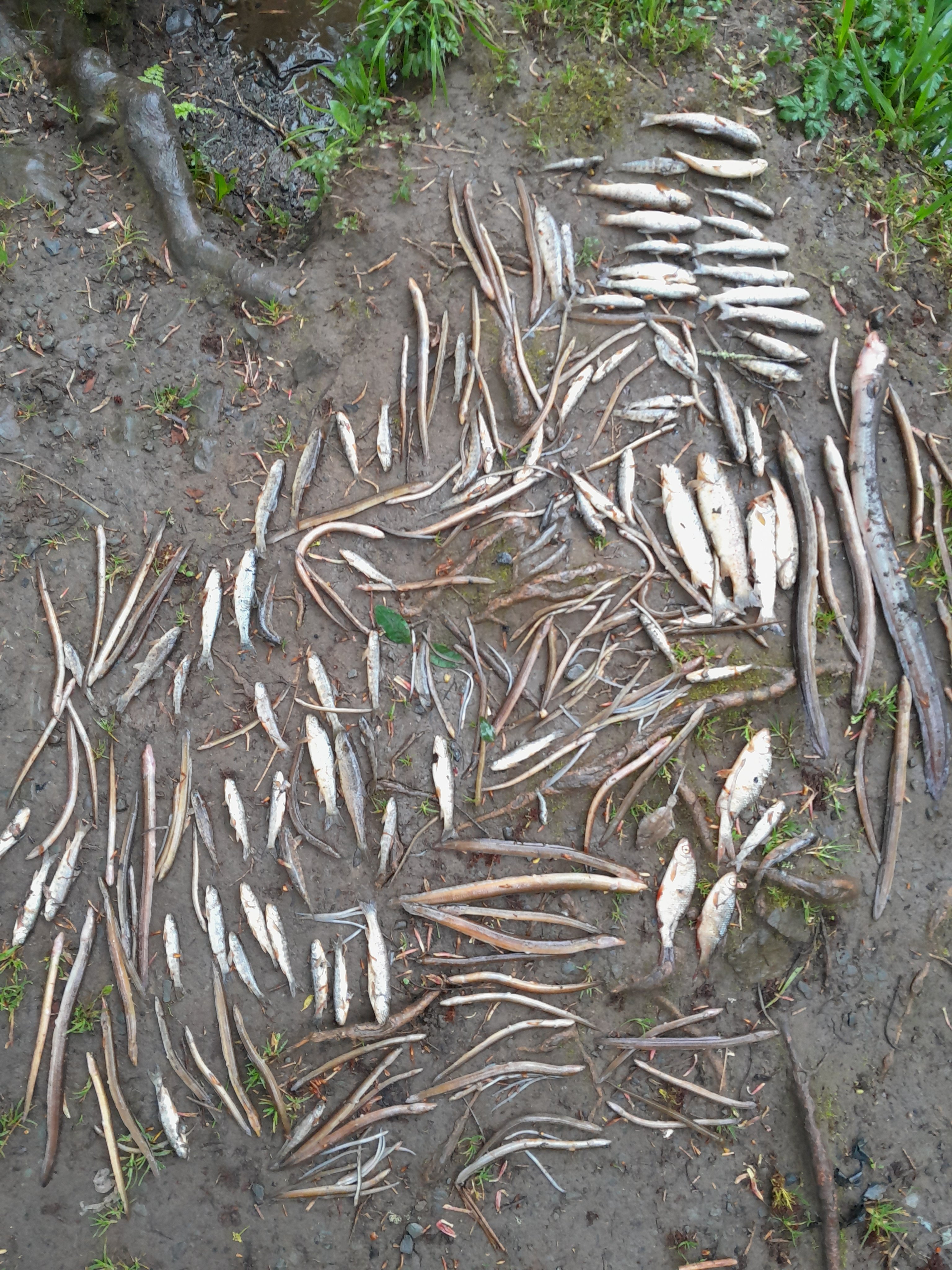 Image Source: Inland Fisheries Ireland (IFI)