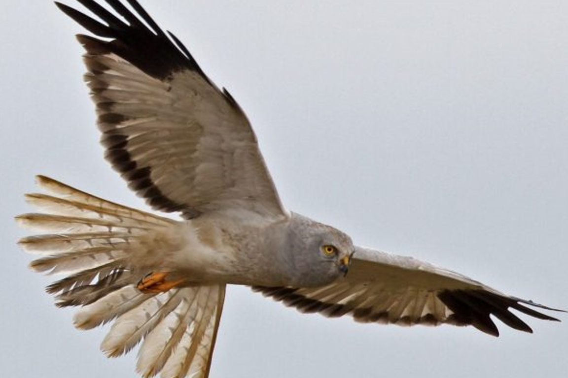 The hen harrier Source: BirdWatch Ireland