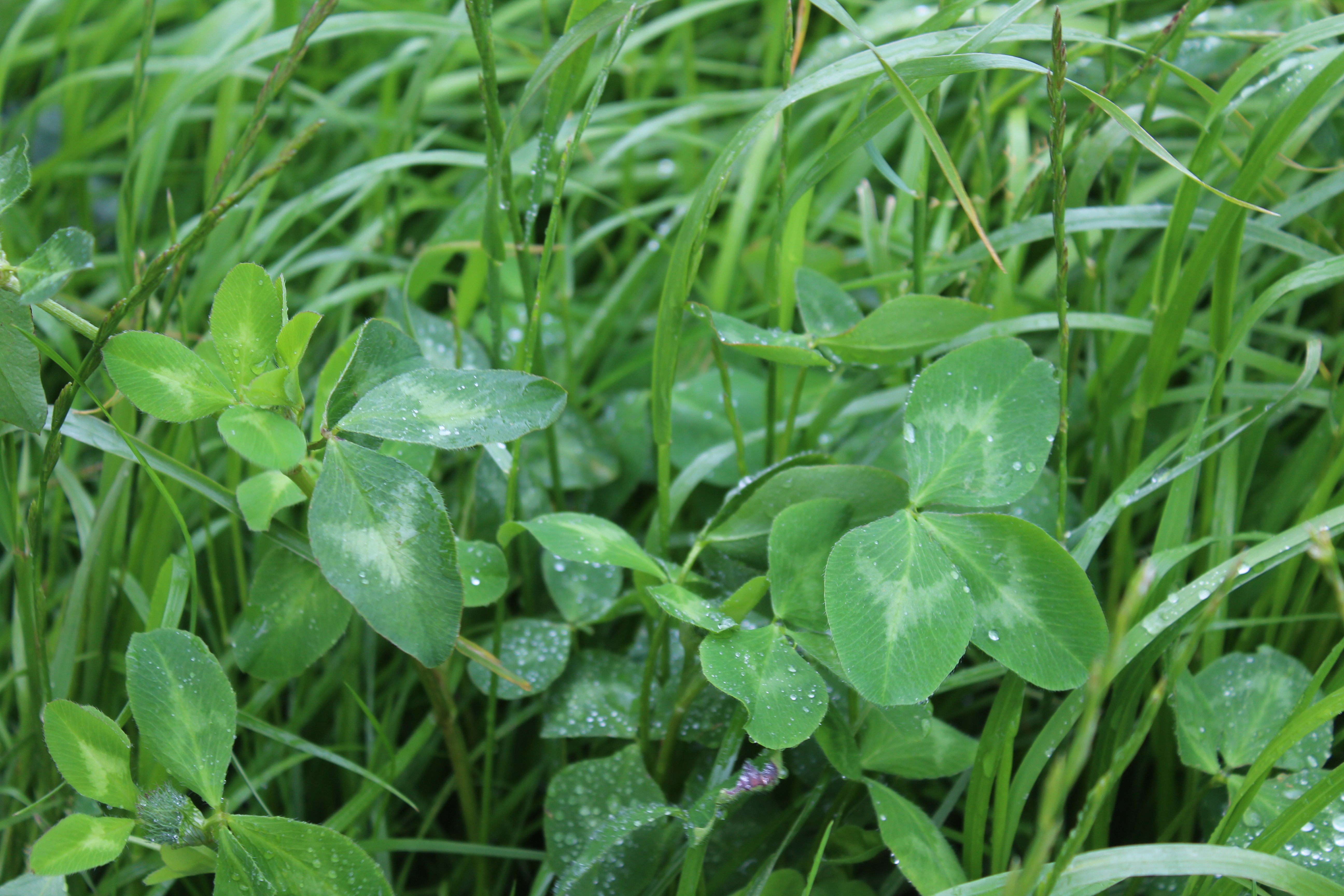 Clover growing vigorously within a grass sward