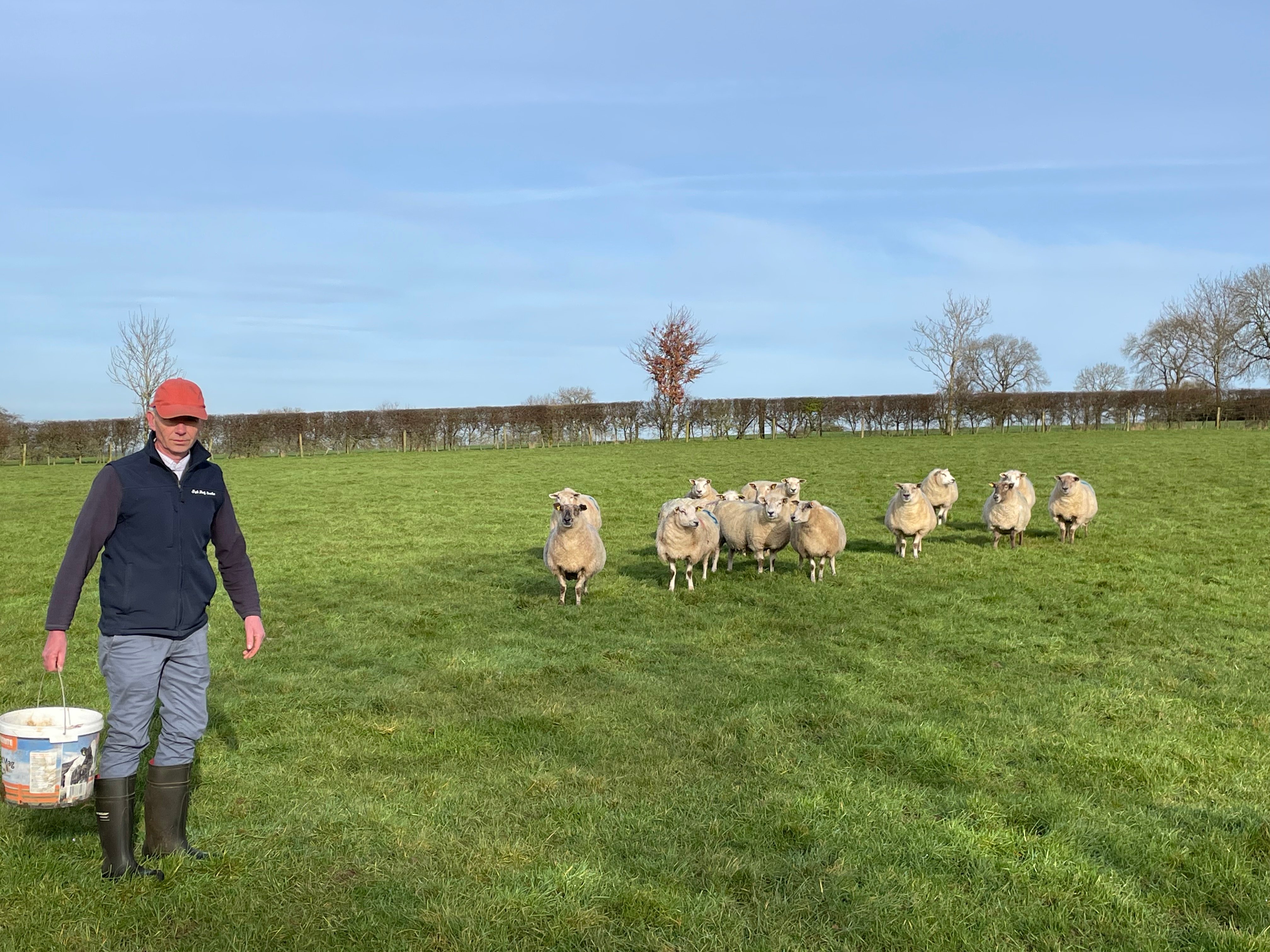 Ewes carrying triplets are receiving extra feed ahead of lambing