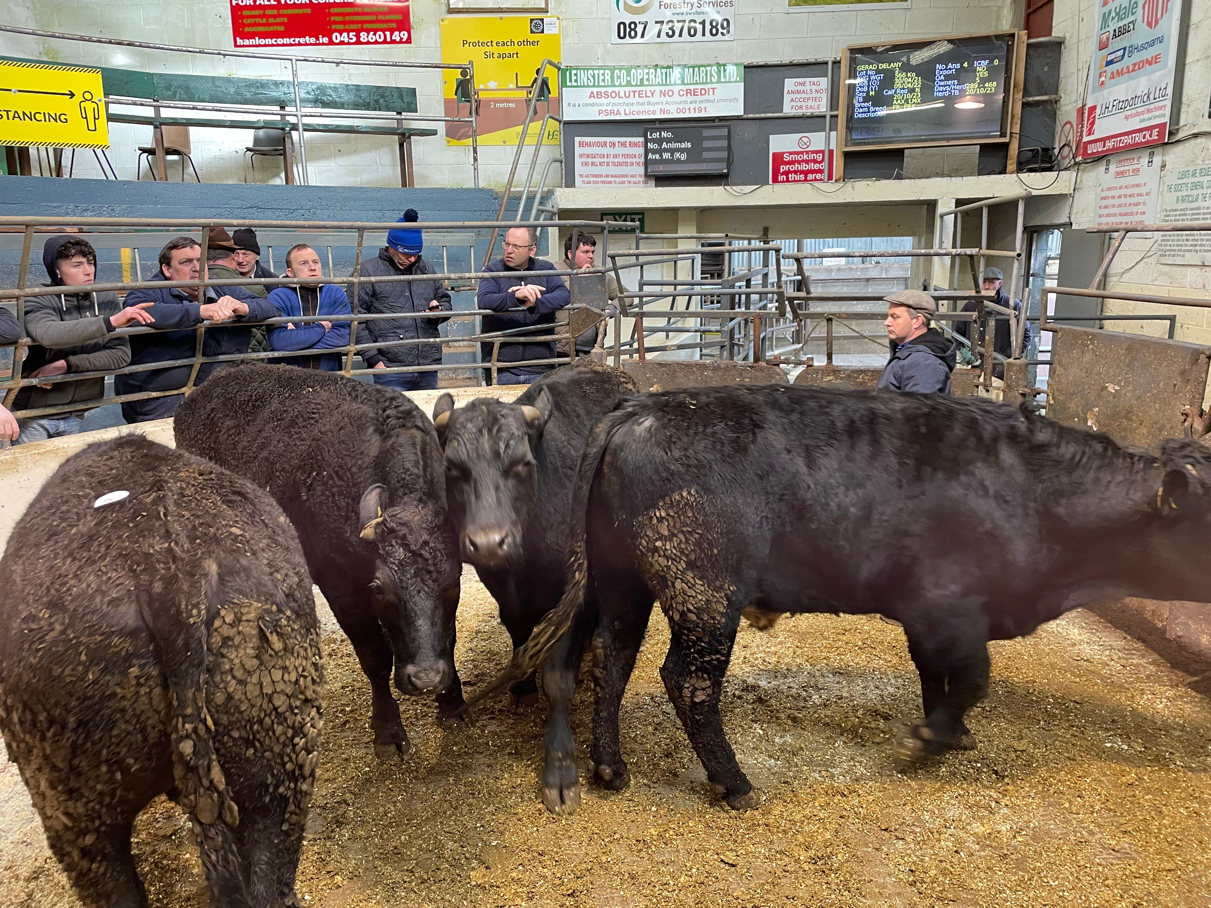Four 566kg Angus bullocks sold for €1,460