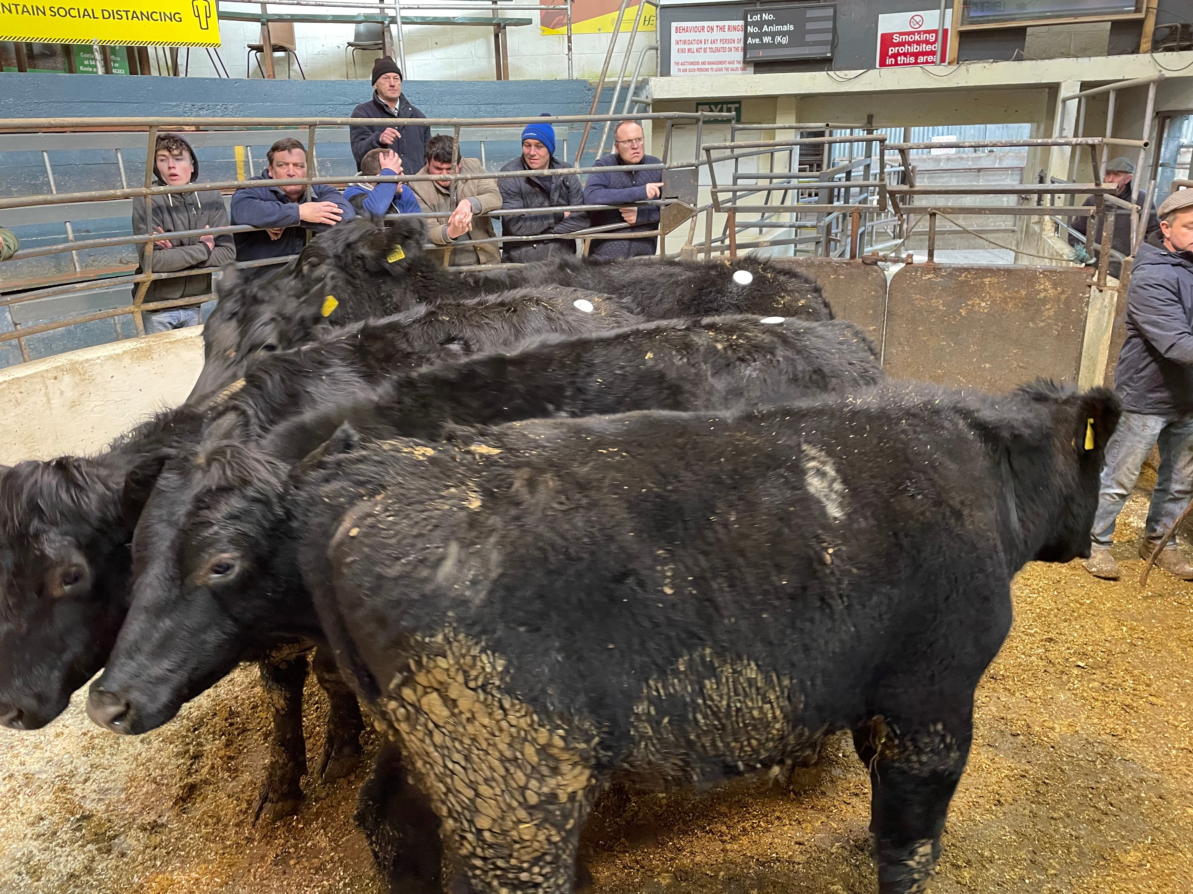 Five Angus bullocks weighing 474kg sold for €1,280