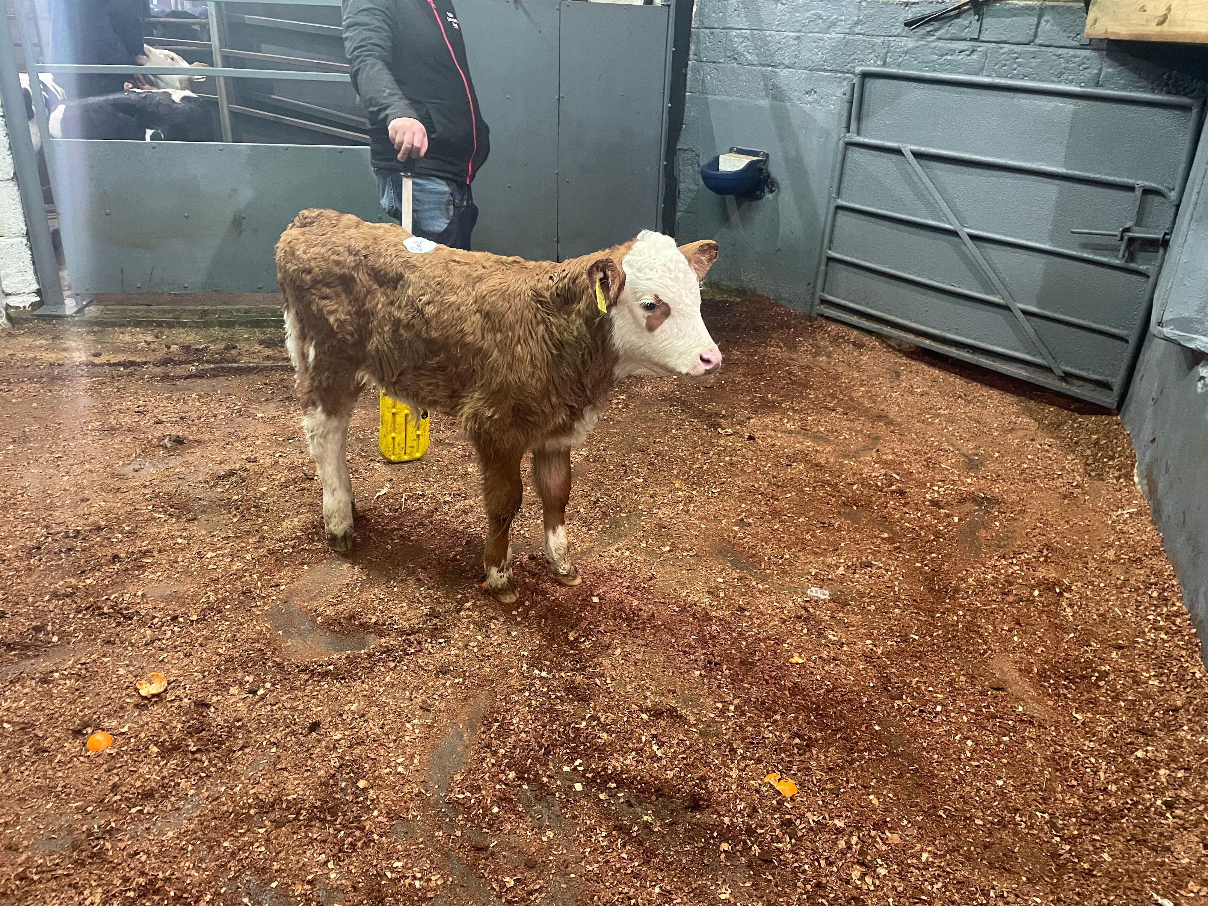 This Simmental bull calf sold for €310