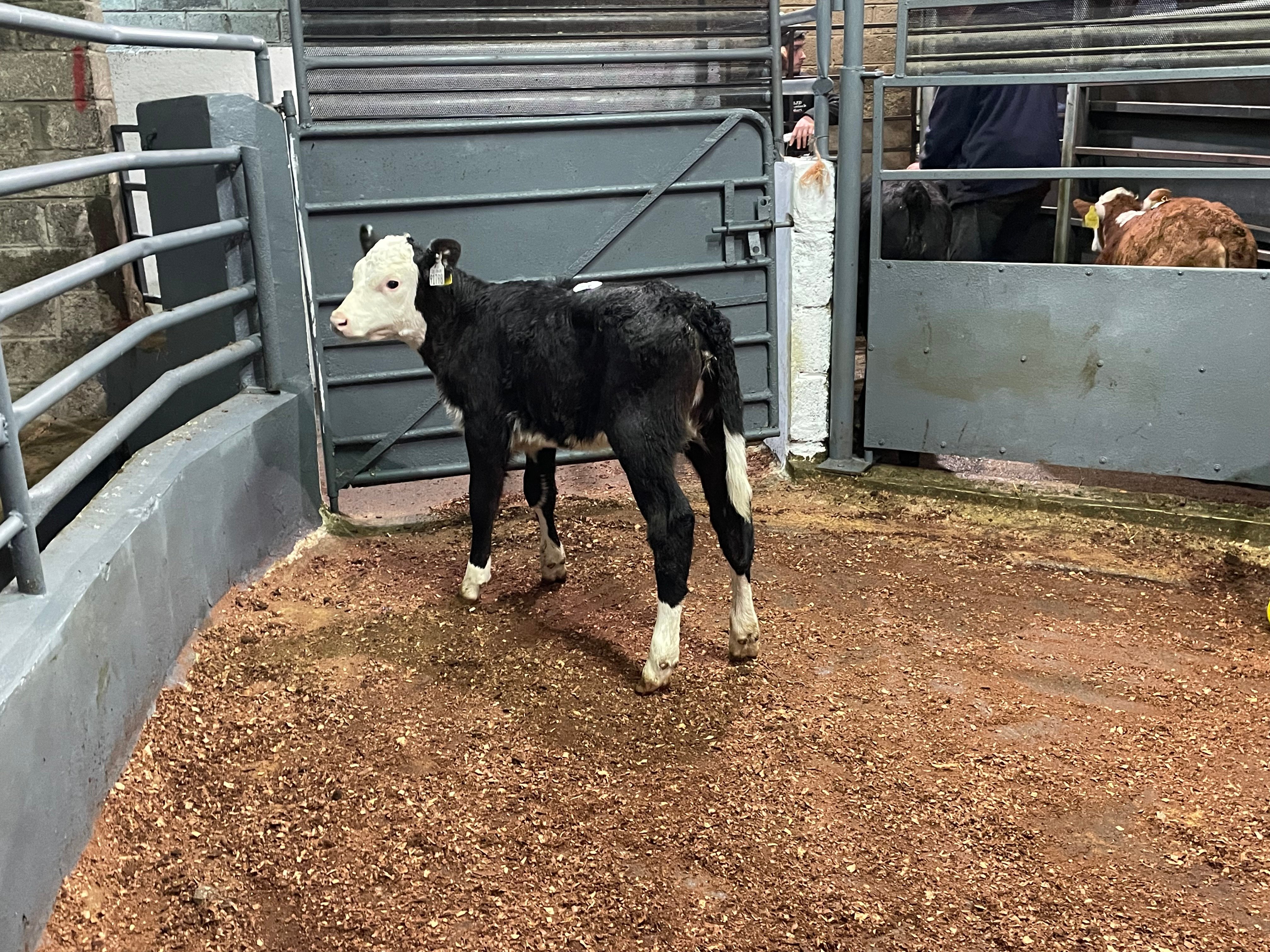 This Hereford heifer sold for €125