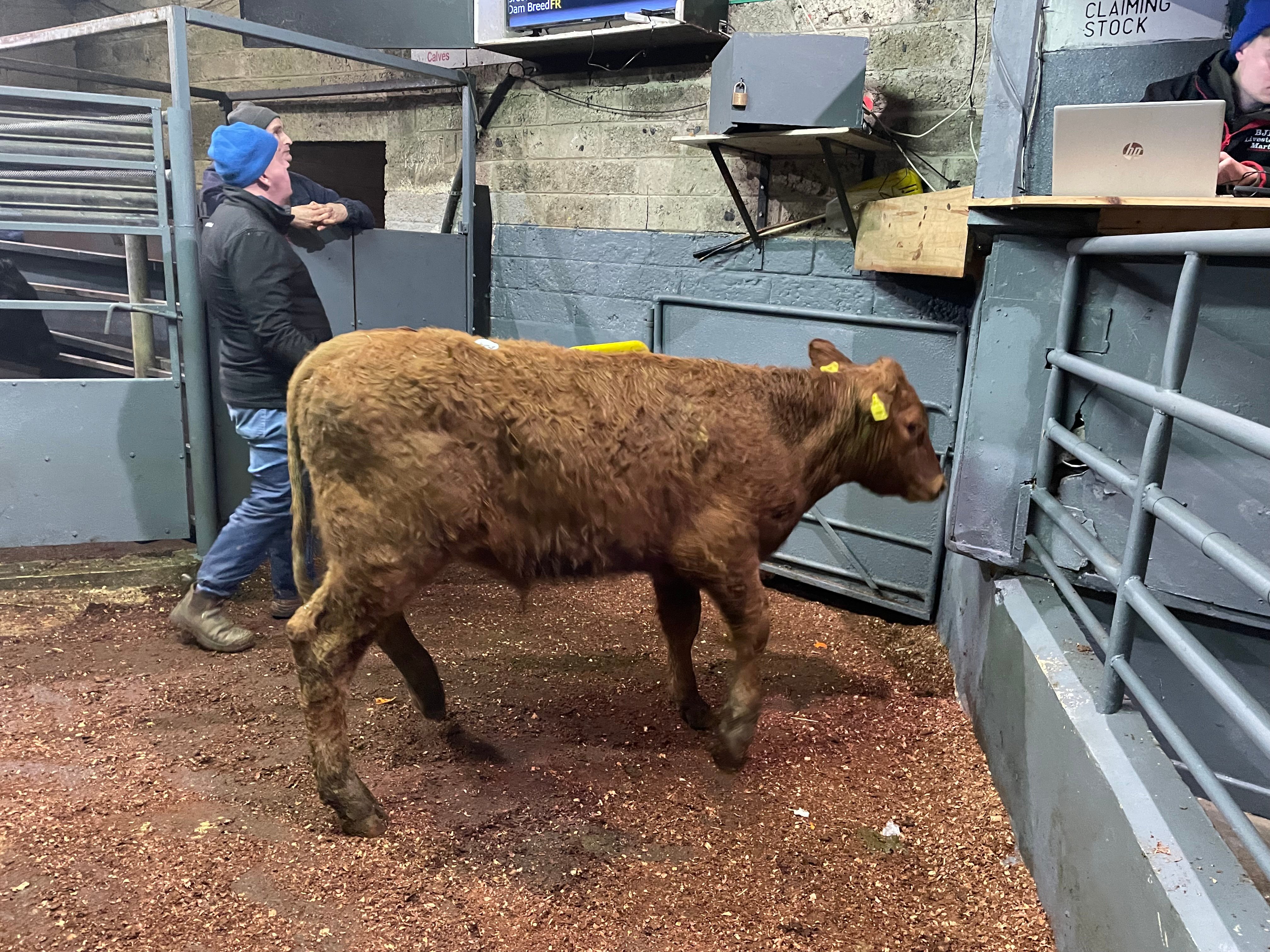 This Limousin bullock (born March 2023) sold for €820