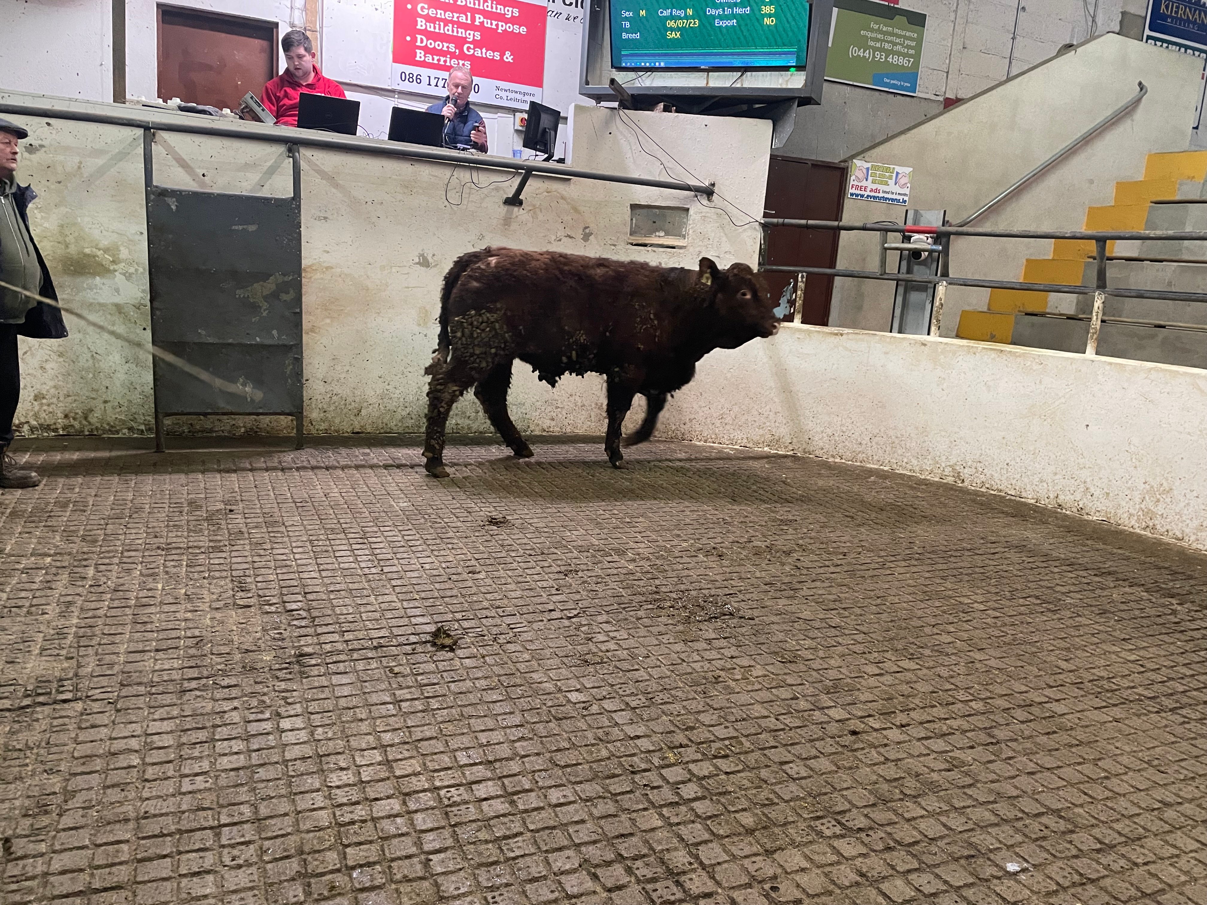 This 420kg Limousin bull sold for €1,200 or €2.86/kg