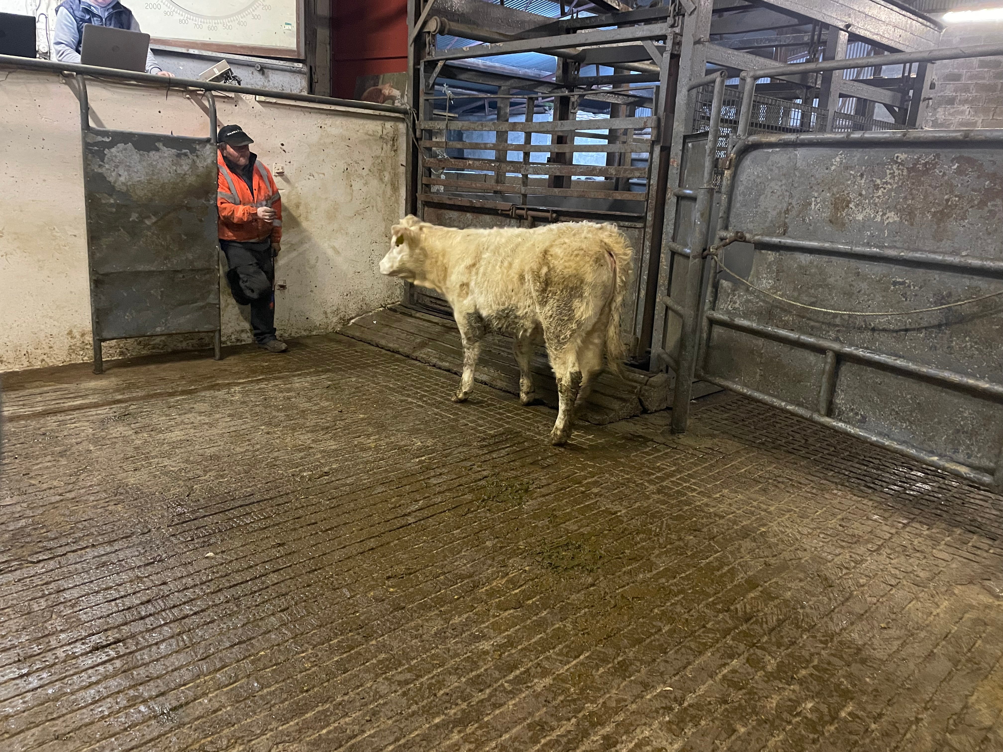 This 265kg Charolais heifer sold for €980 or €3.70/kg