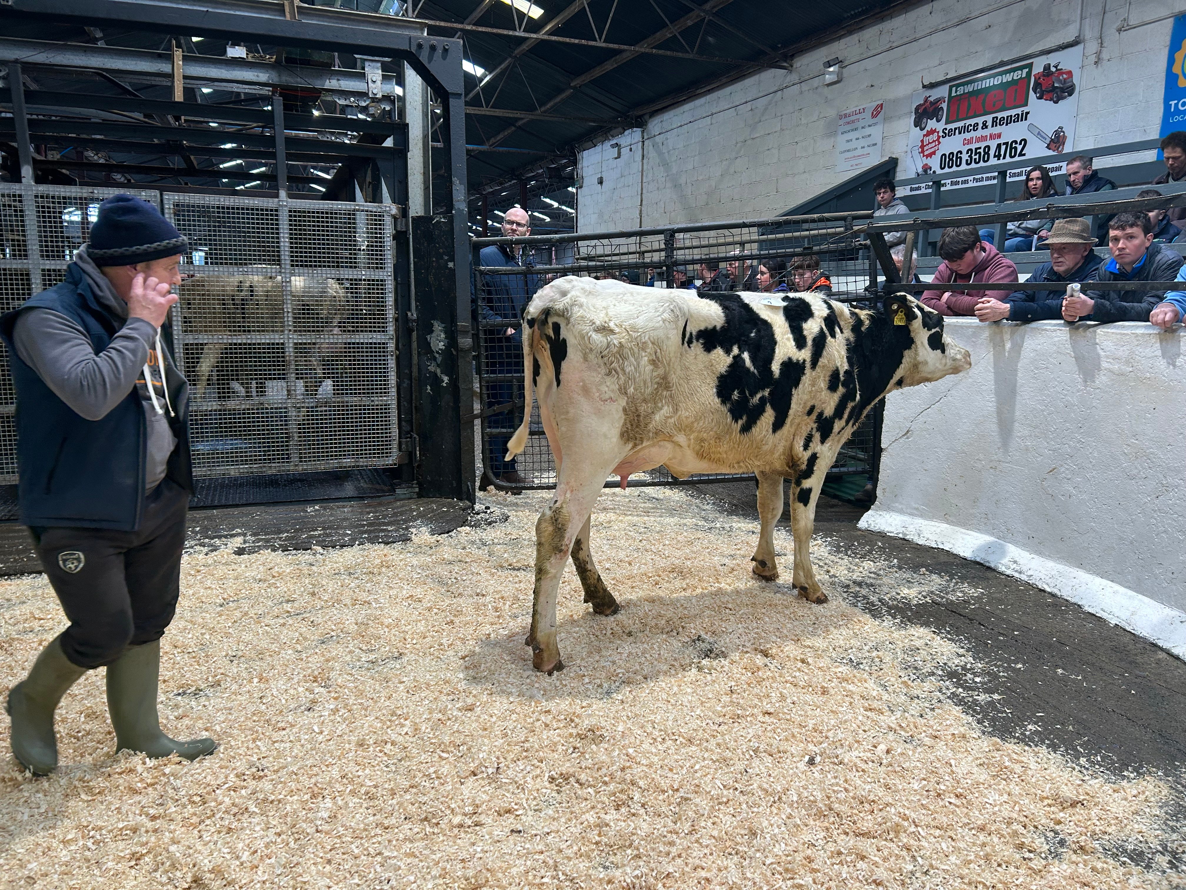 Lot 2: Ballivor Sublime-Et Doayum, sold for 2,650gns