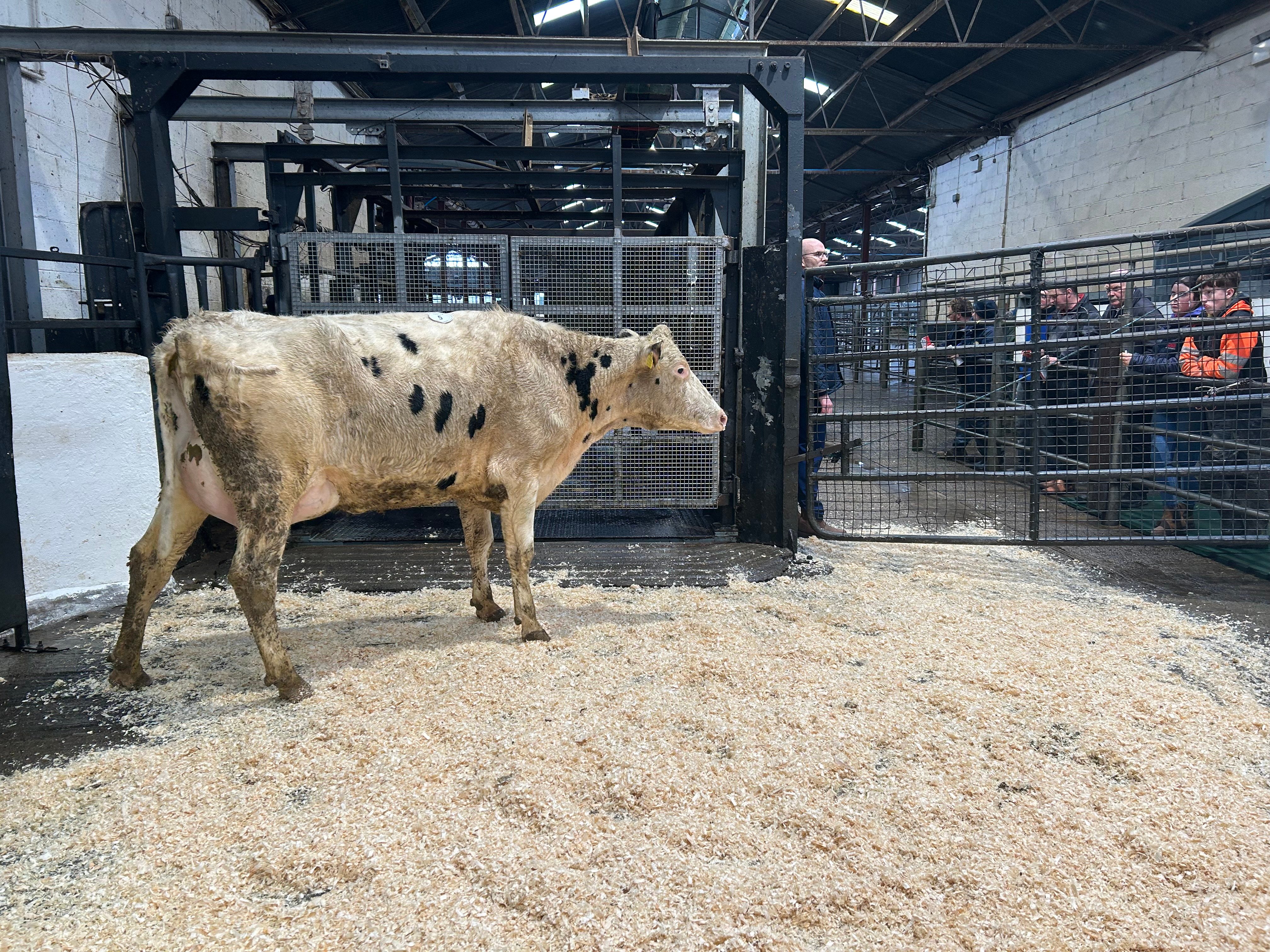 Lot 5: Rathmore Murph Doll, sold for 2,550gns
