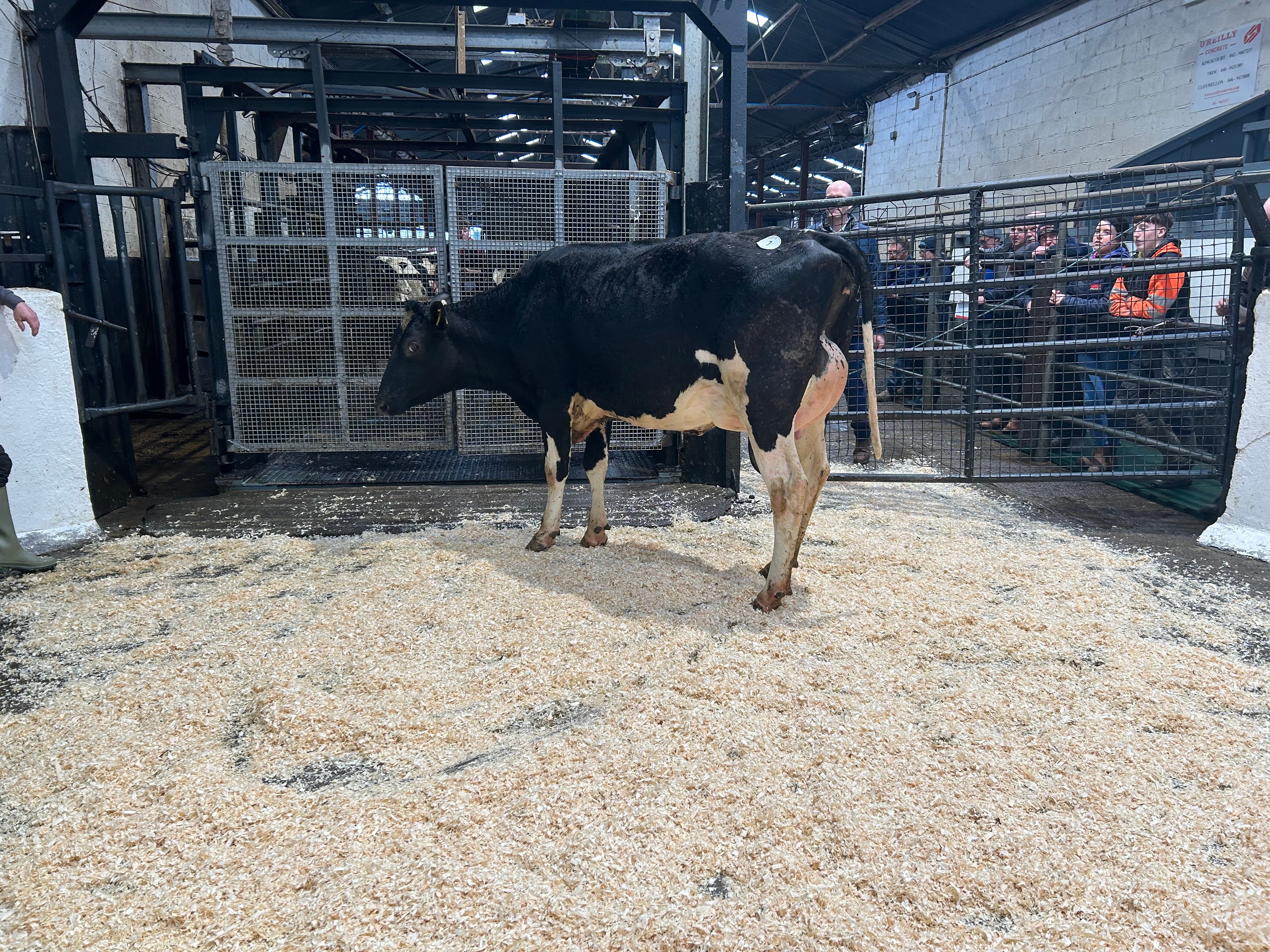 Lot 7: Kildoo Casper Beatrice sold for 2,450gns