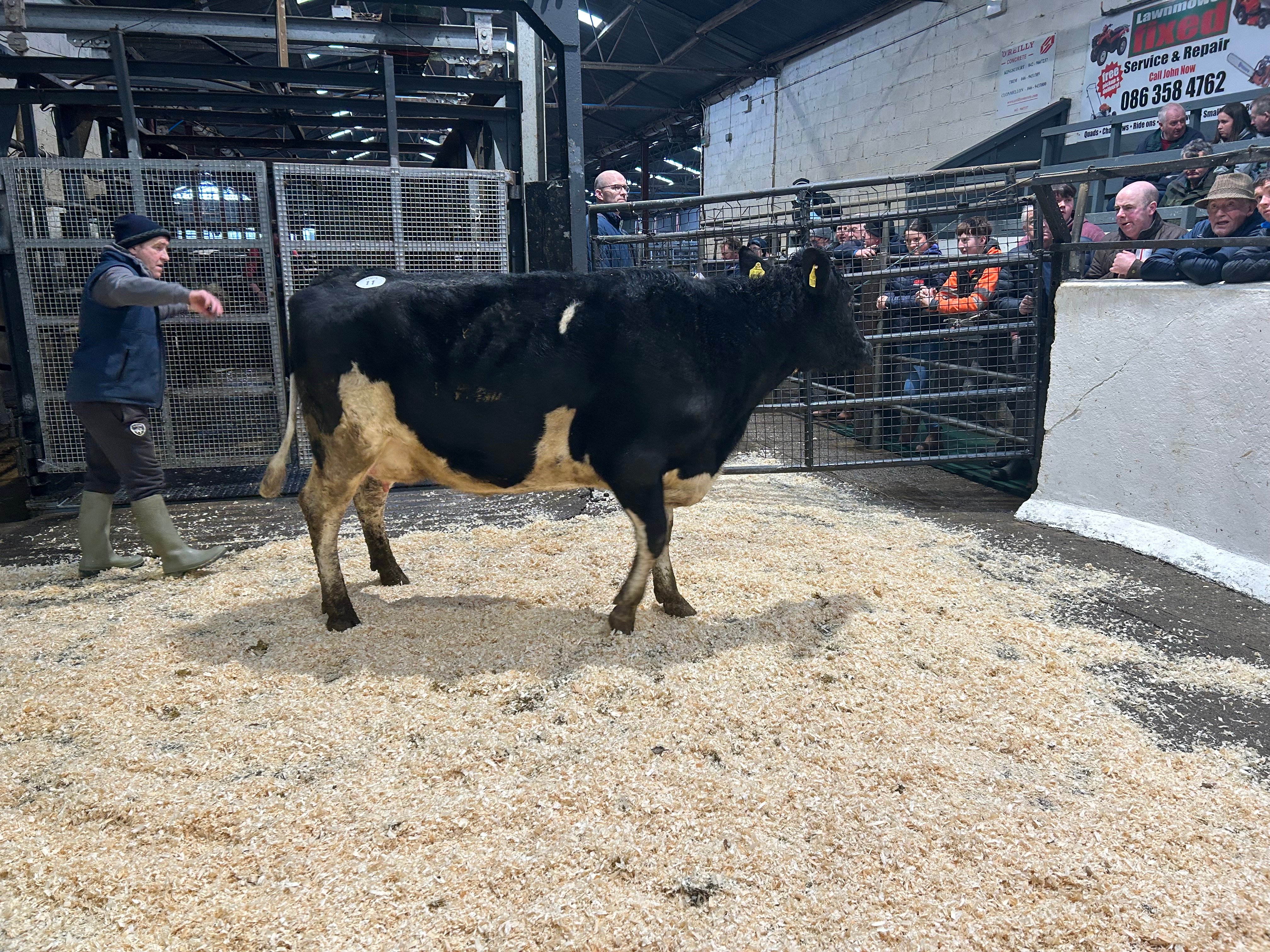 Lot 11: Oldpark Kkg Princess 2069, sold for 1,620gns