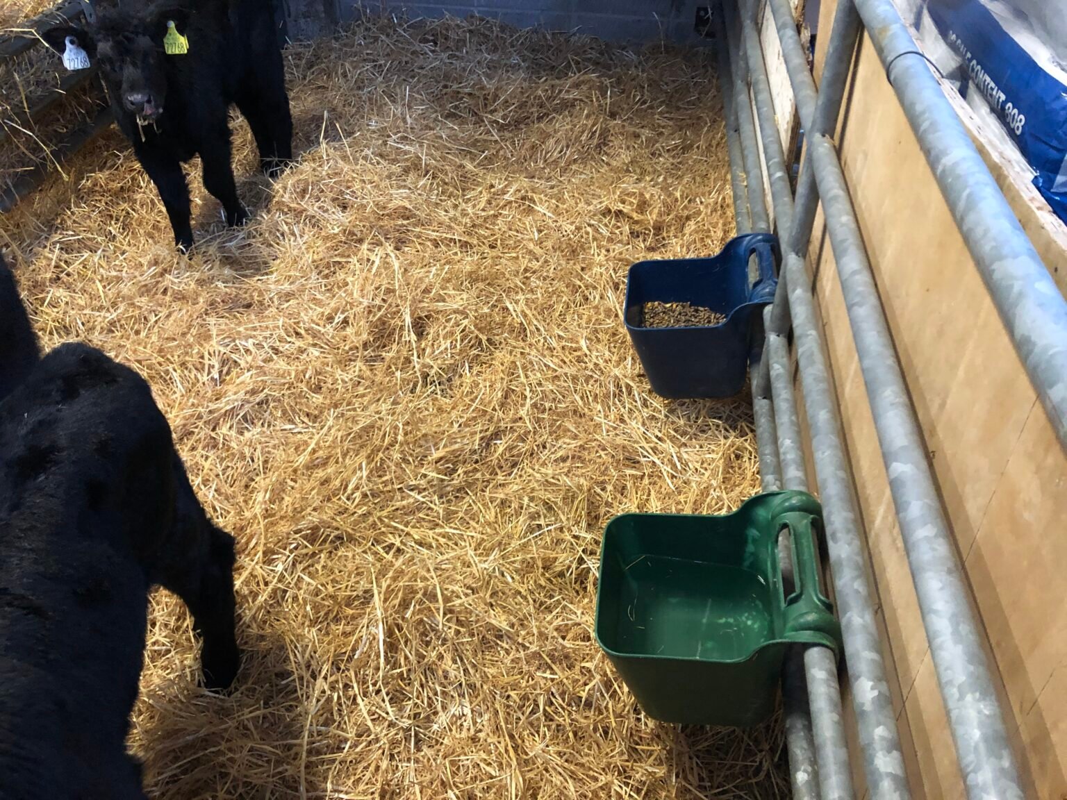 Calves have access to fresh water at all times