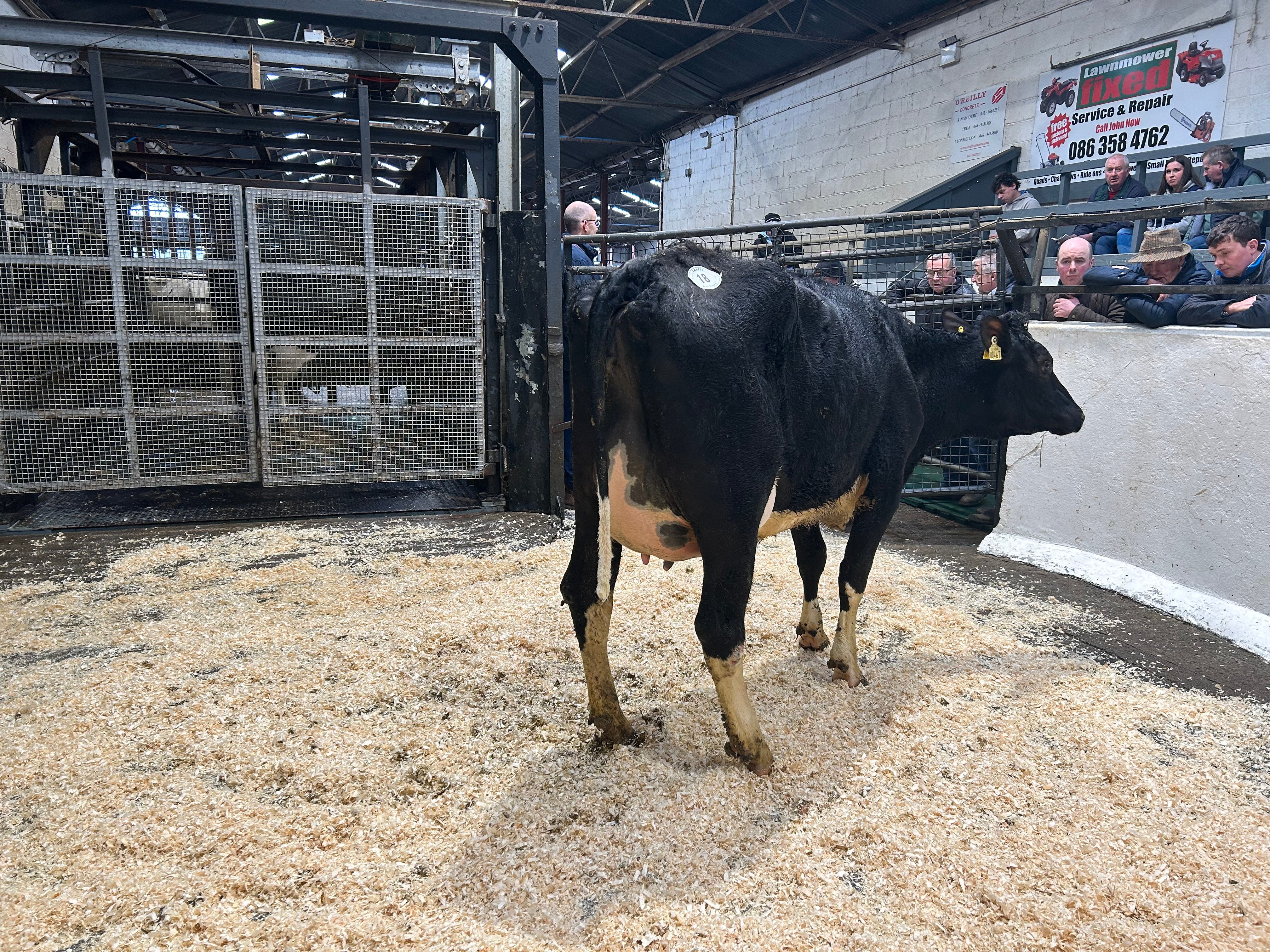 Lot 18: Knowthfarm Filmore Poppy, sold for 2,700gns