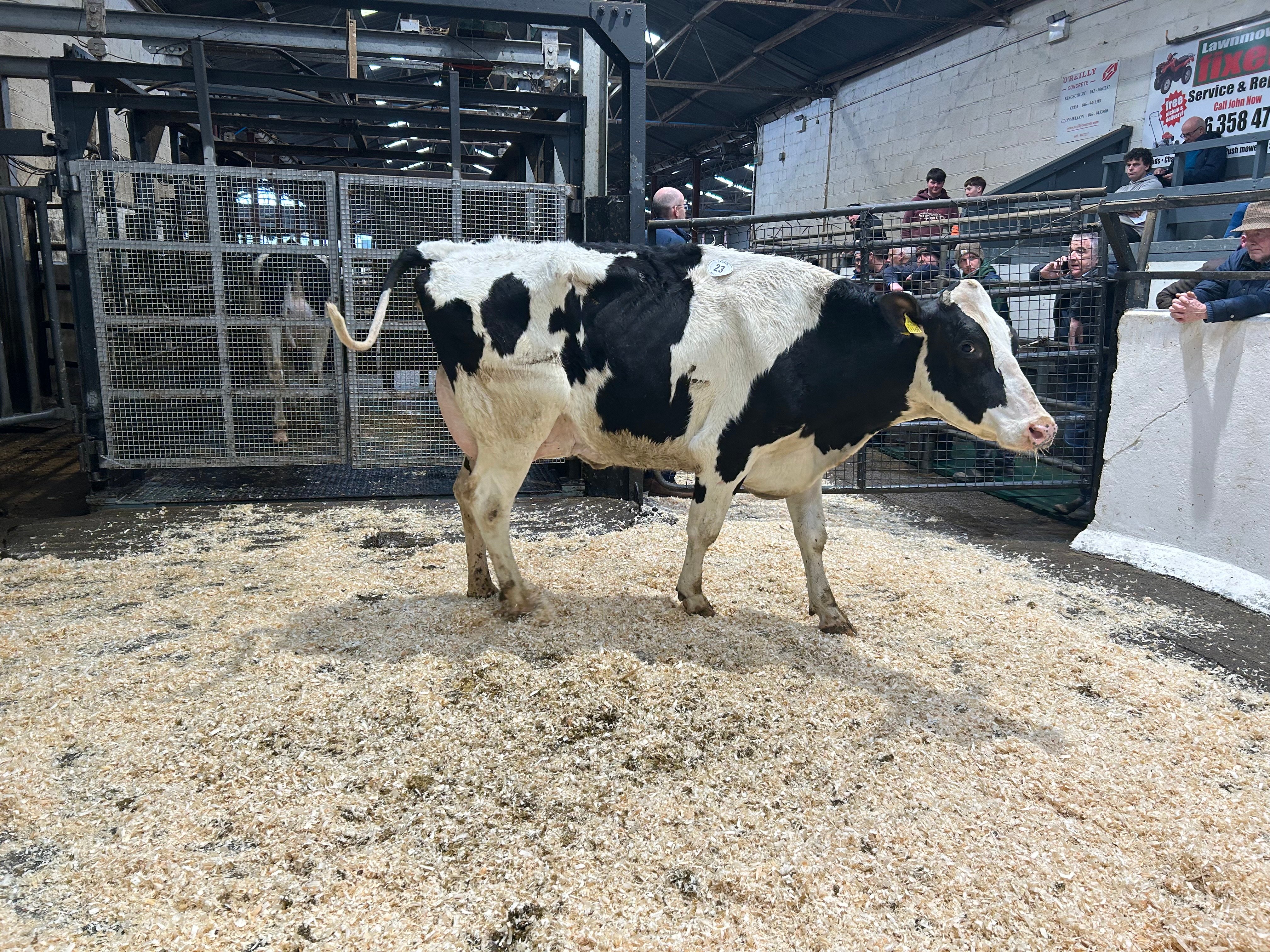 Lot 23: Cullies Kingboy Lustree (VG86-2YR), sold for 2,500gns