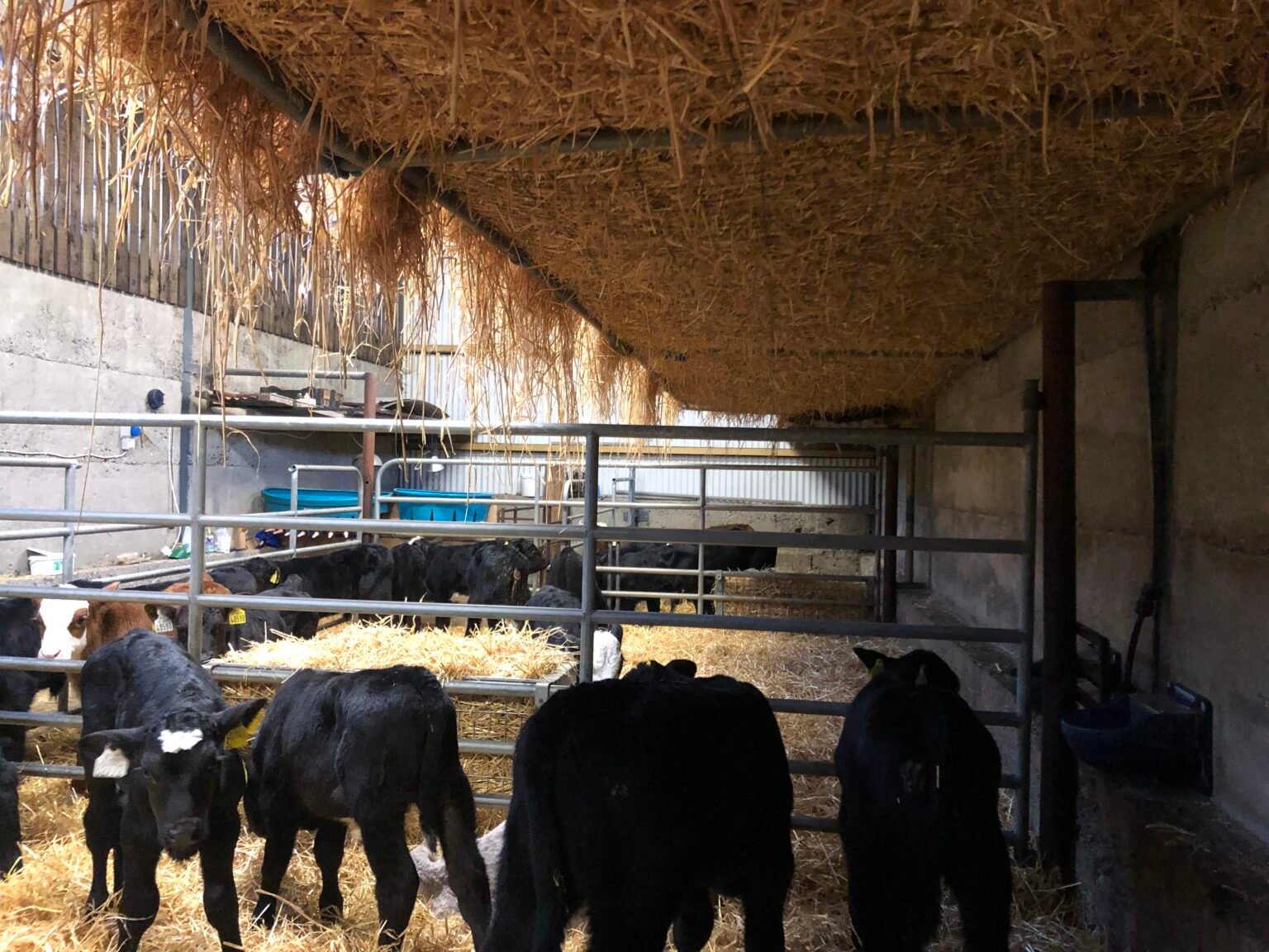 The straw canopy for shelter
