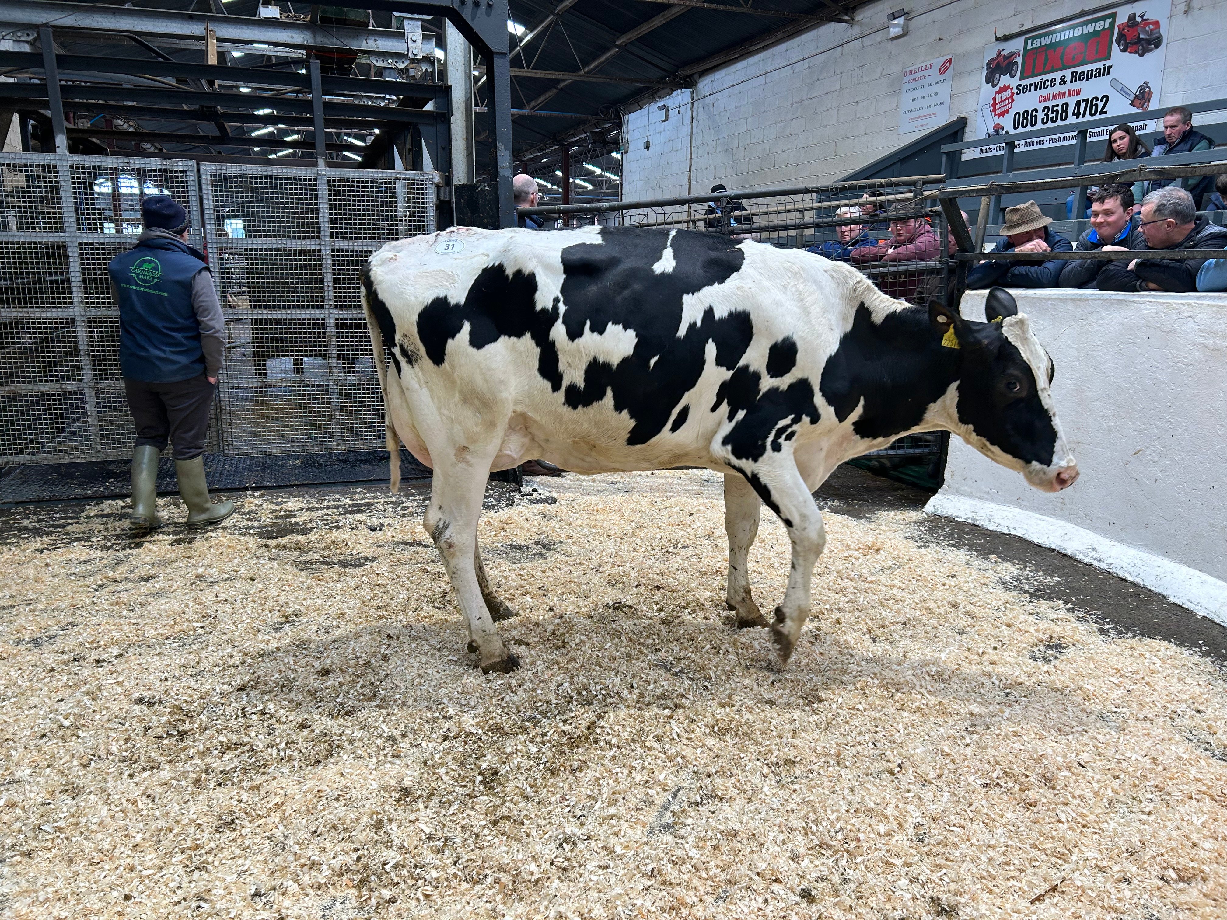 Lot 31: Ballivor Appeal Ruby sold for 2,950gns