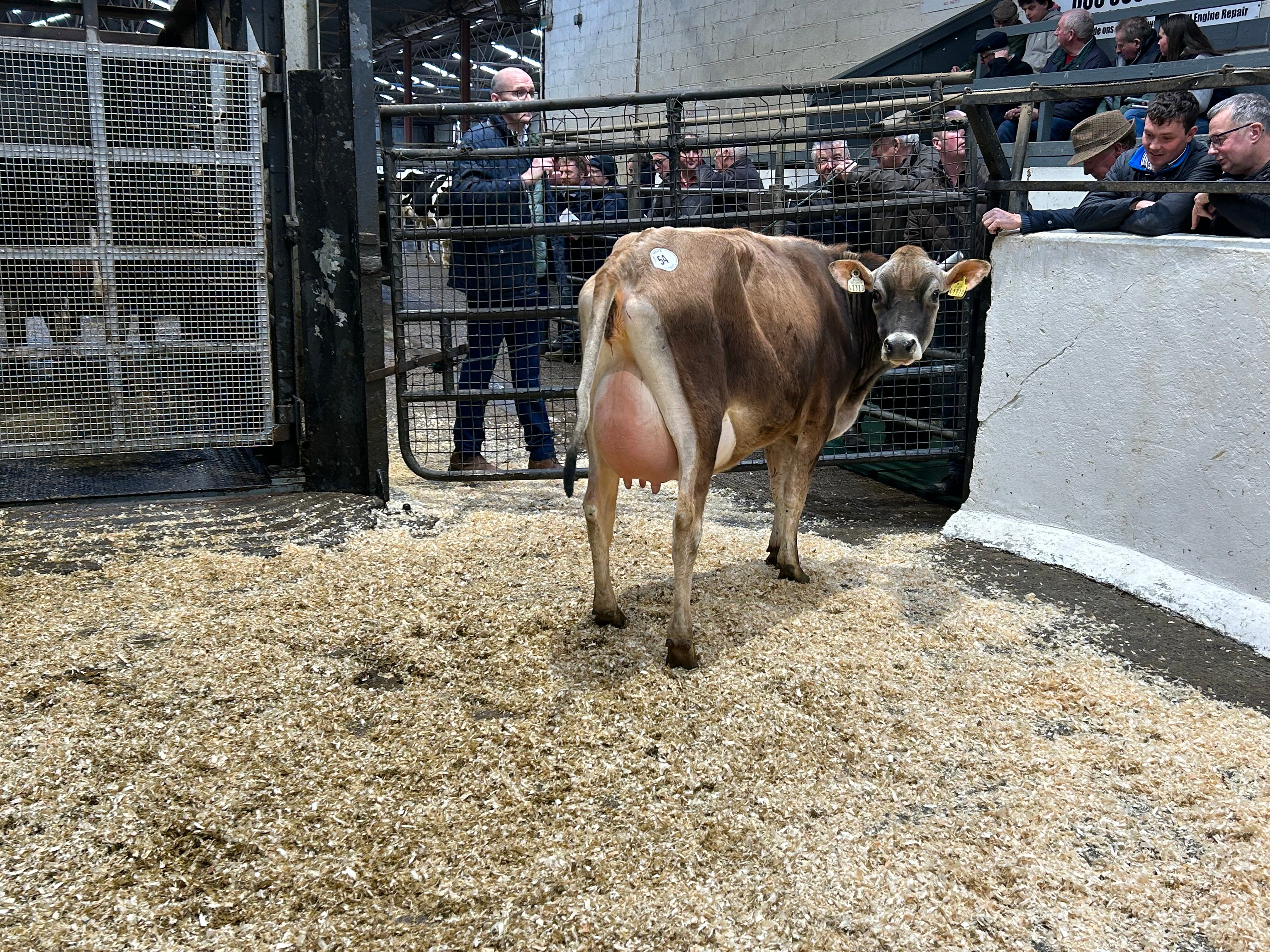 Lot 54: Slevoy Future Biggins 2 sold for 1,820gns