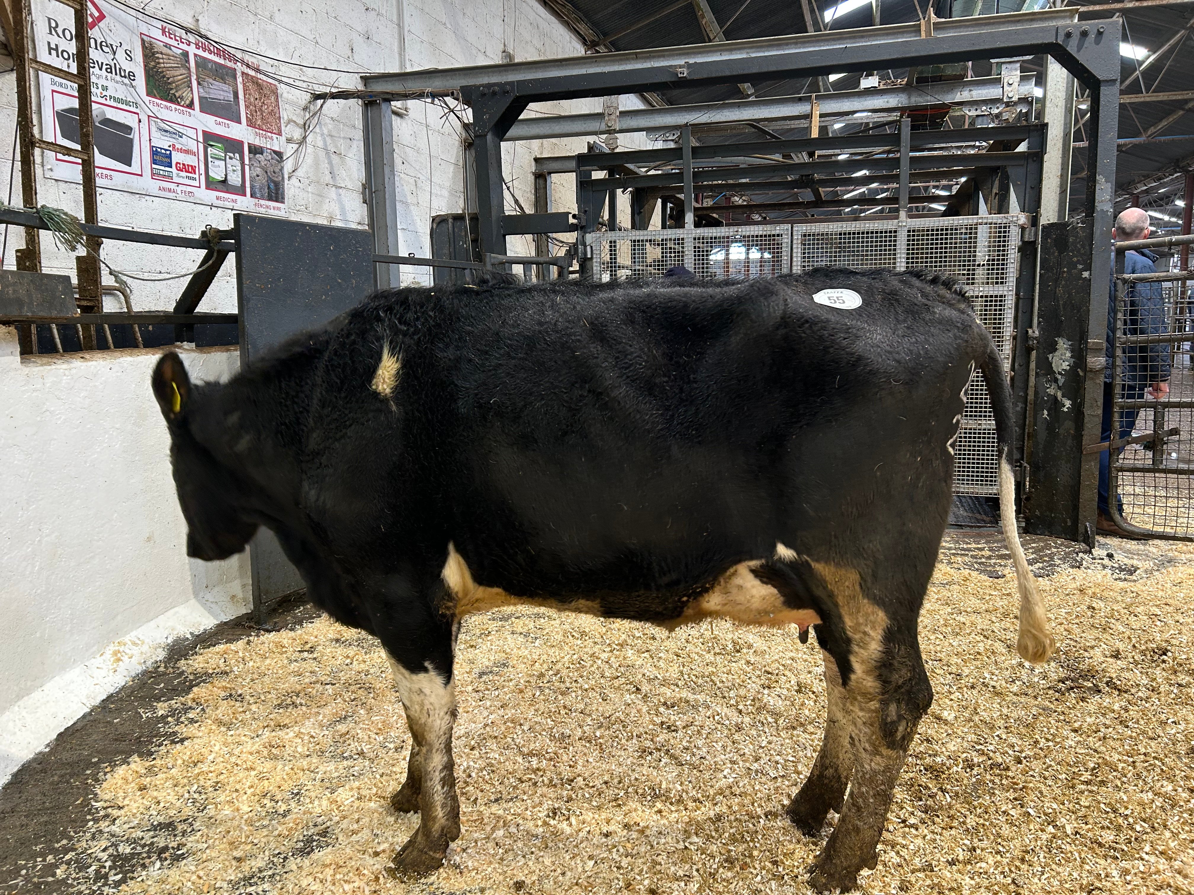 Lot 55: Oldpark Kkg Angeline 2025, sold for 1,450gns