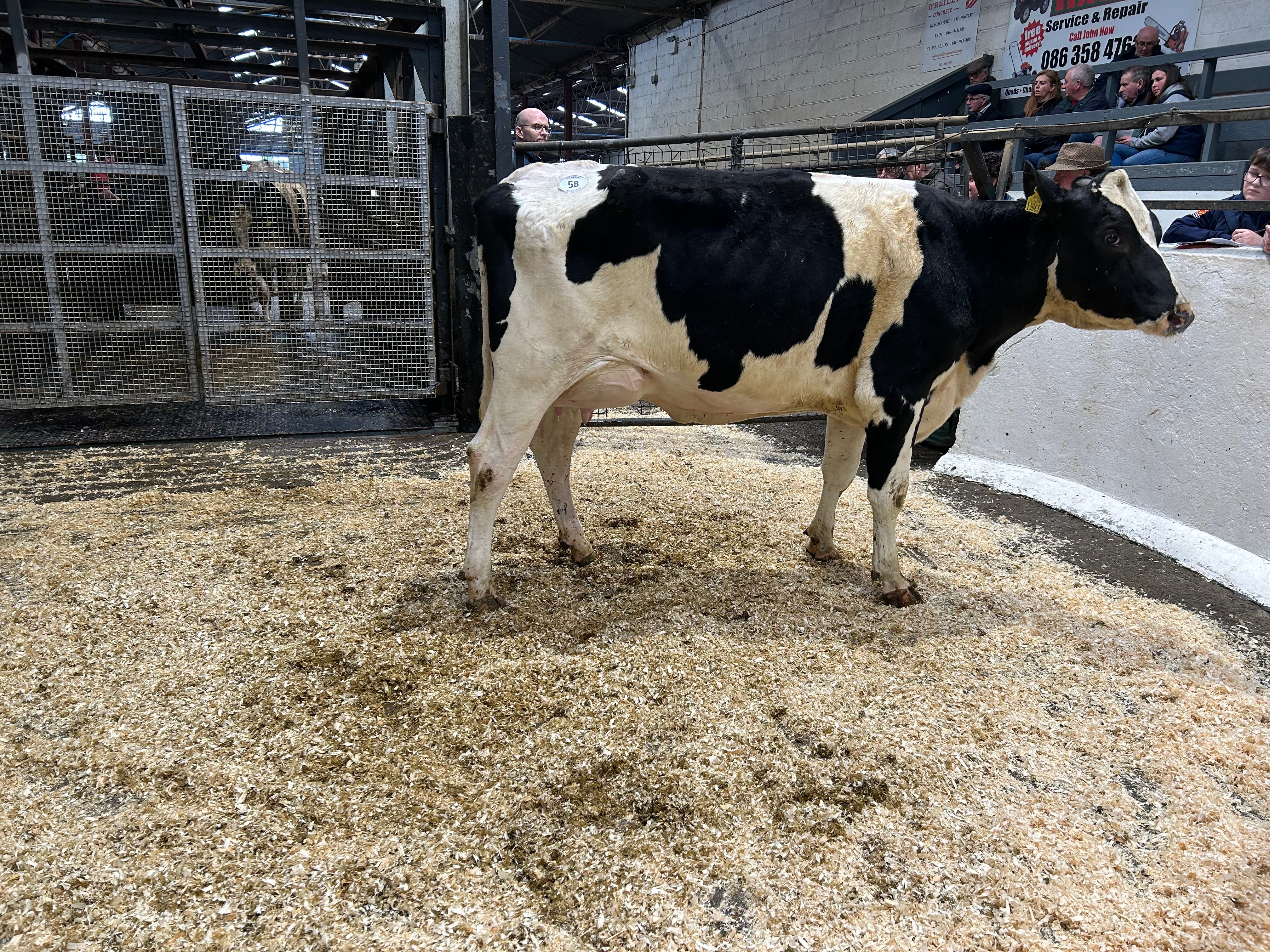 Lot 58: Croagh Susie Mist 22, sold for 3,000gns