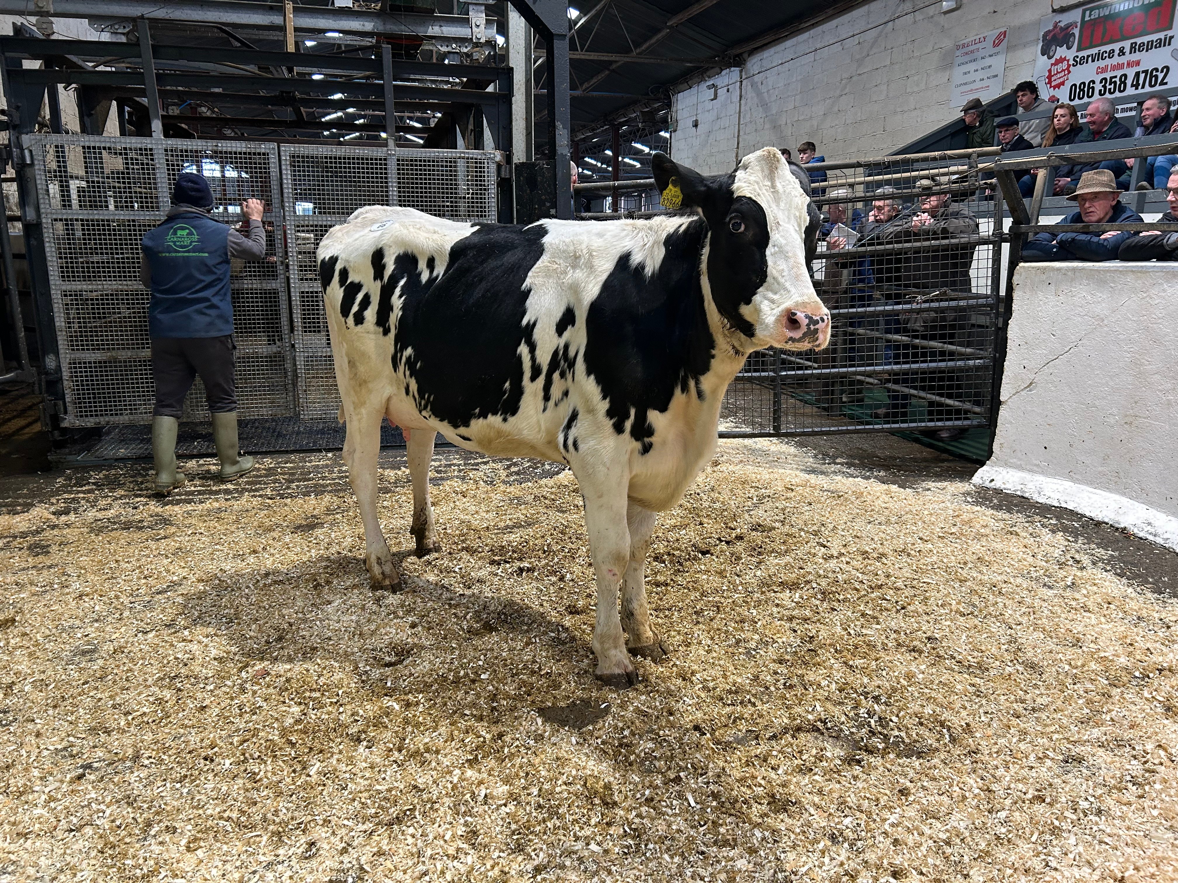 Lot 68: Ballivor Perception Ruby, sold for 2,200gns