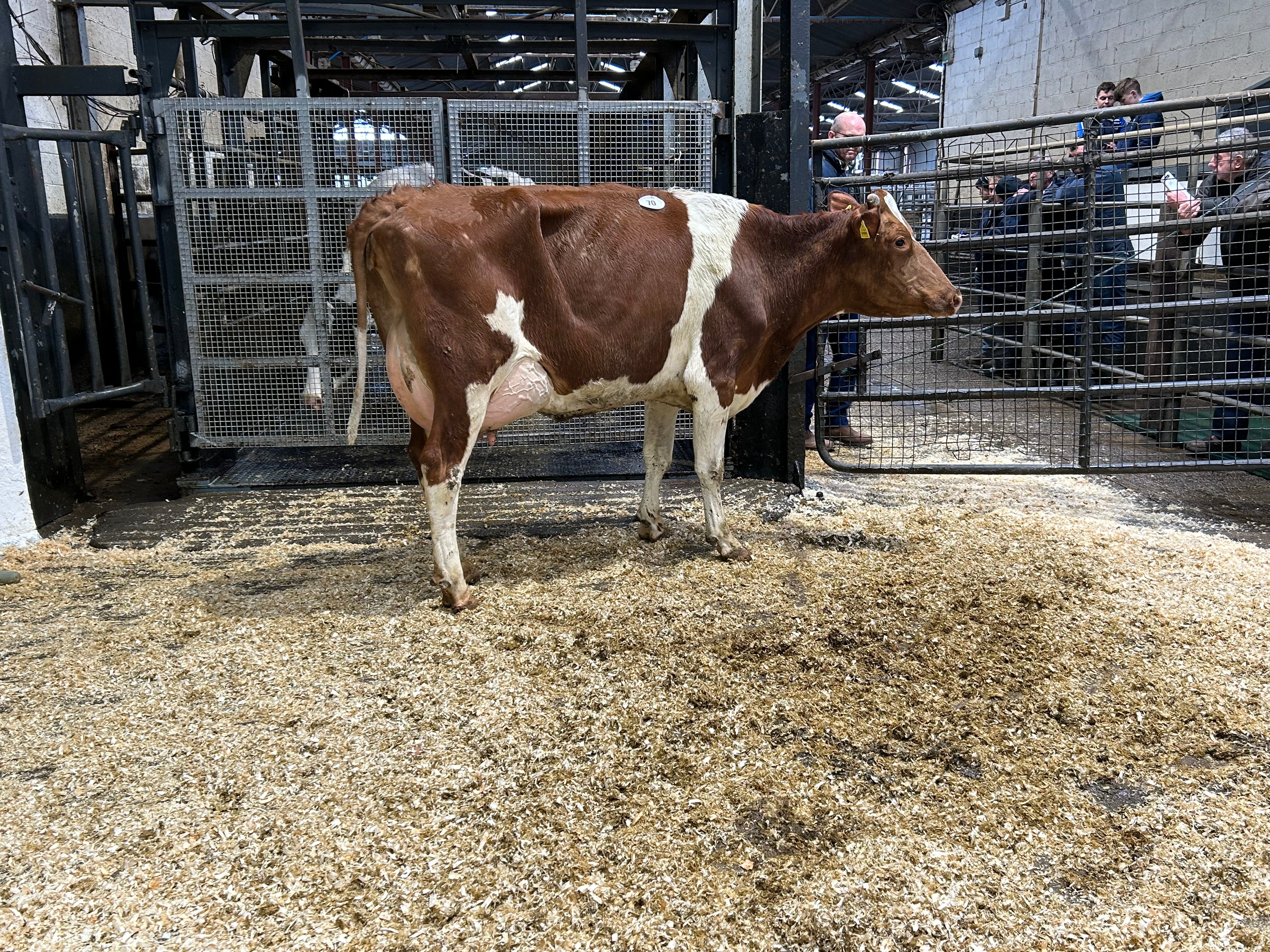 Lot 70: Cullies Apple-Chrisp Brenda (GP84-2YR) sold for 3,310gns