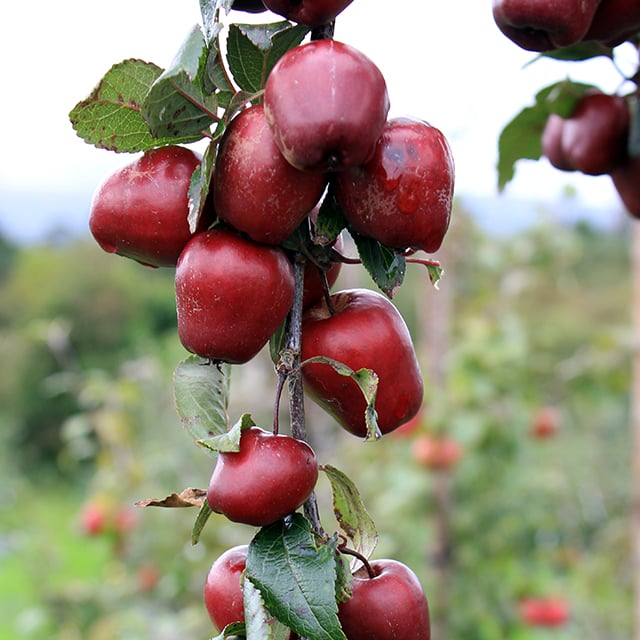 Lough Key Crab tree branch. Image source: Irish Seed Savers Association