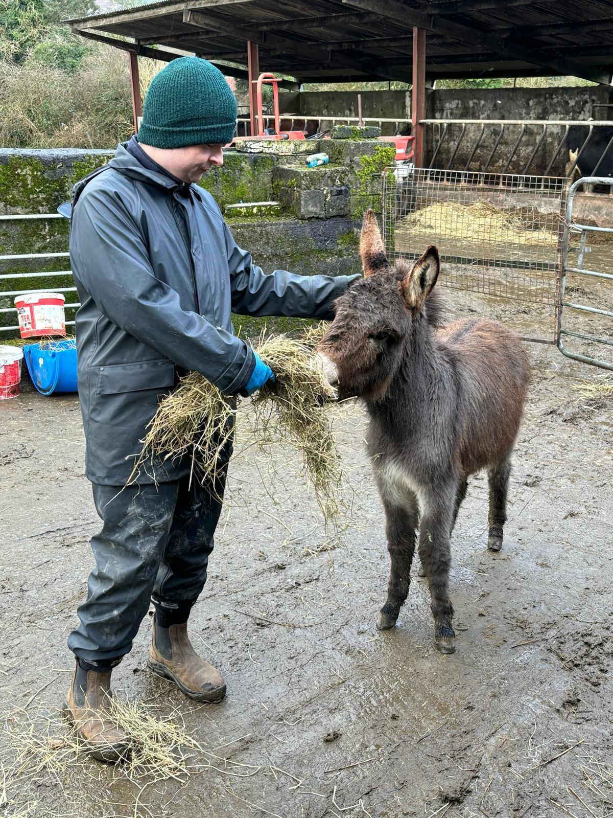 Roger McCarthy Kerry Social Farming participant feeding a donkey