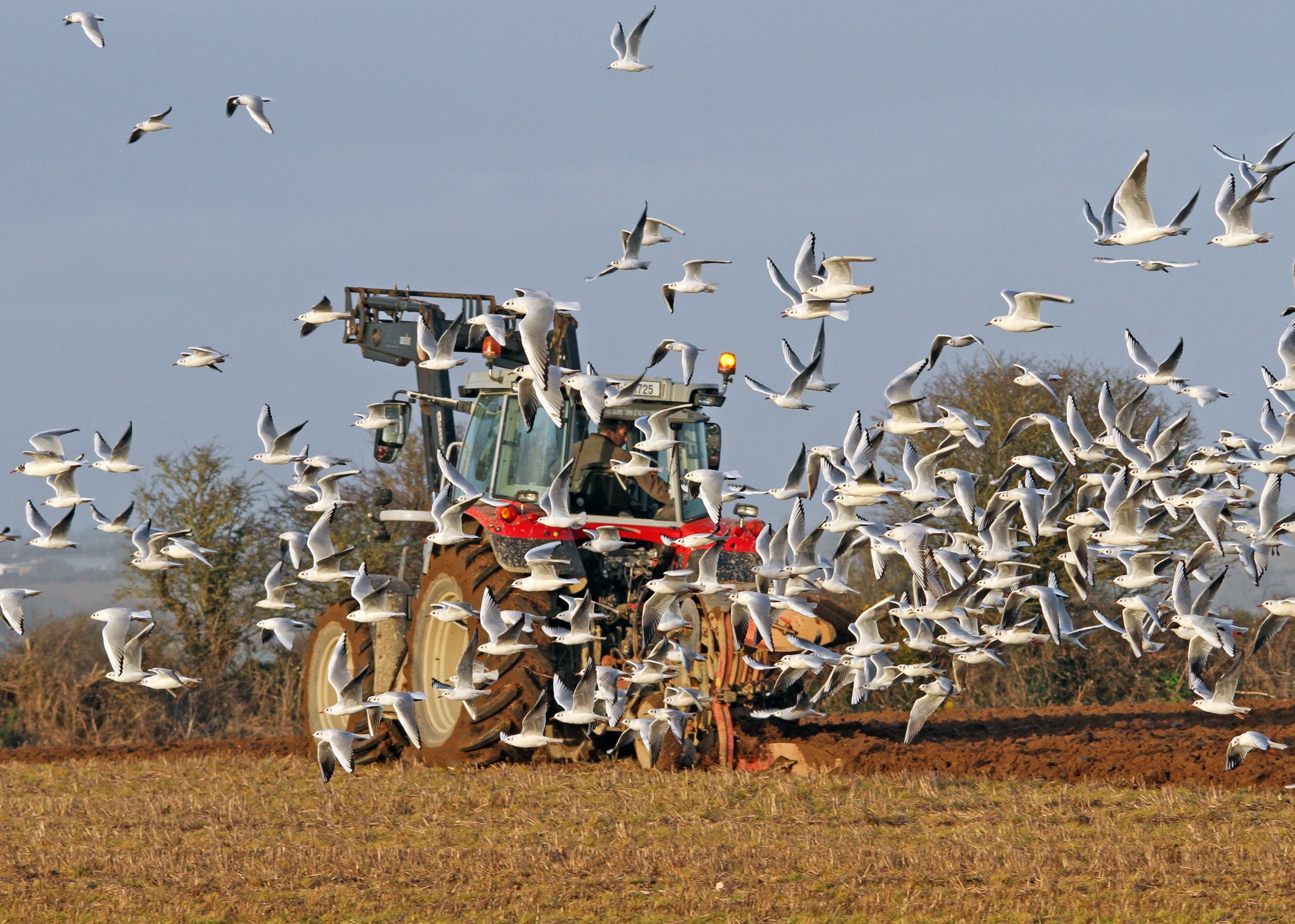 David Power ploughing at Newtown in February 2024. Source: Liam Ryan