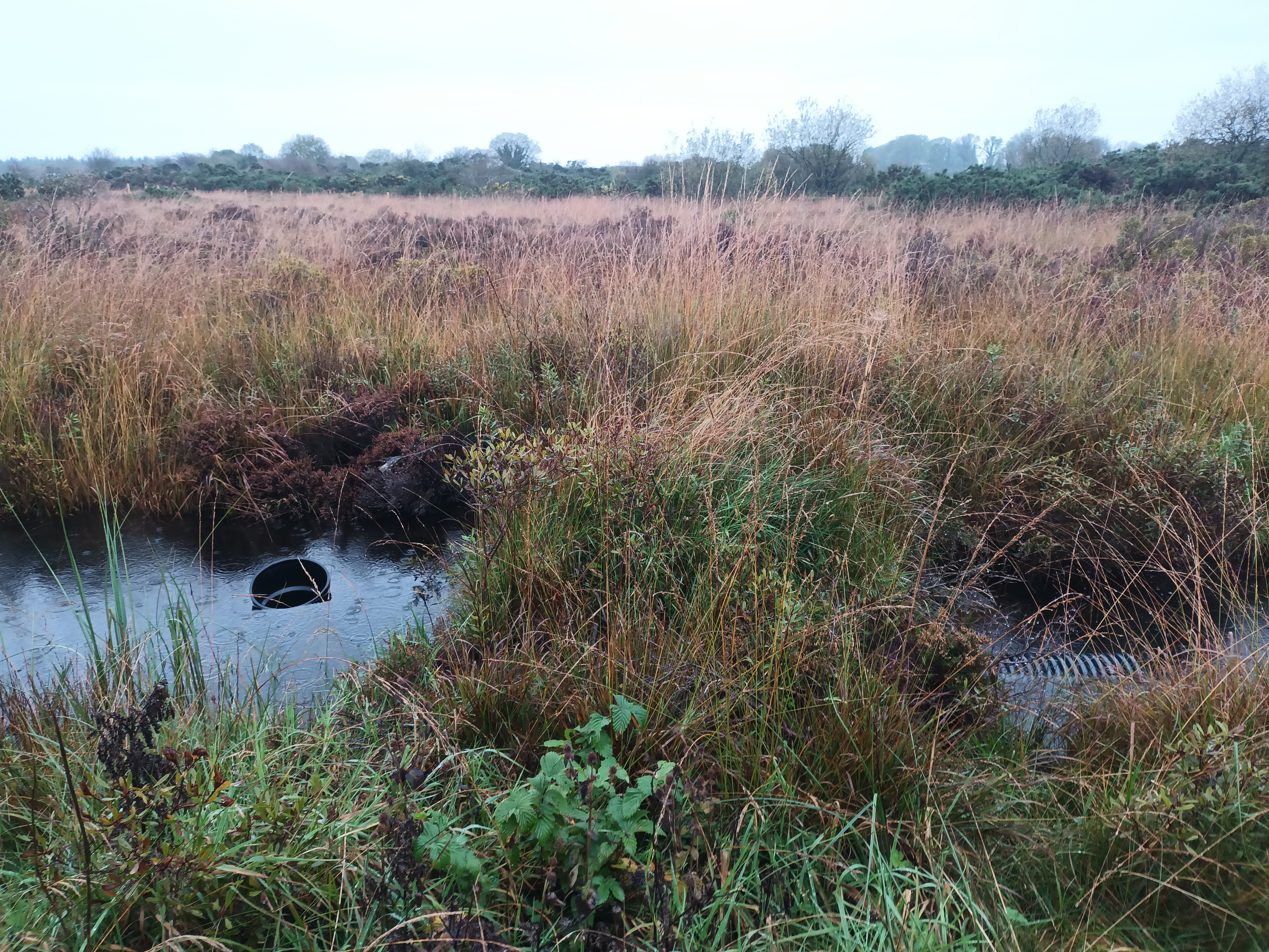 Peat dam at a project farm in Co. Roscommon. Source: FarmPEAT