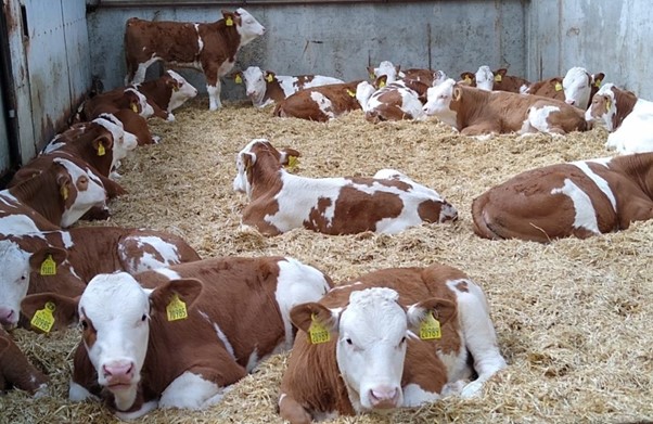 Image source: Celtic Sires