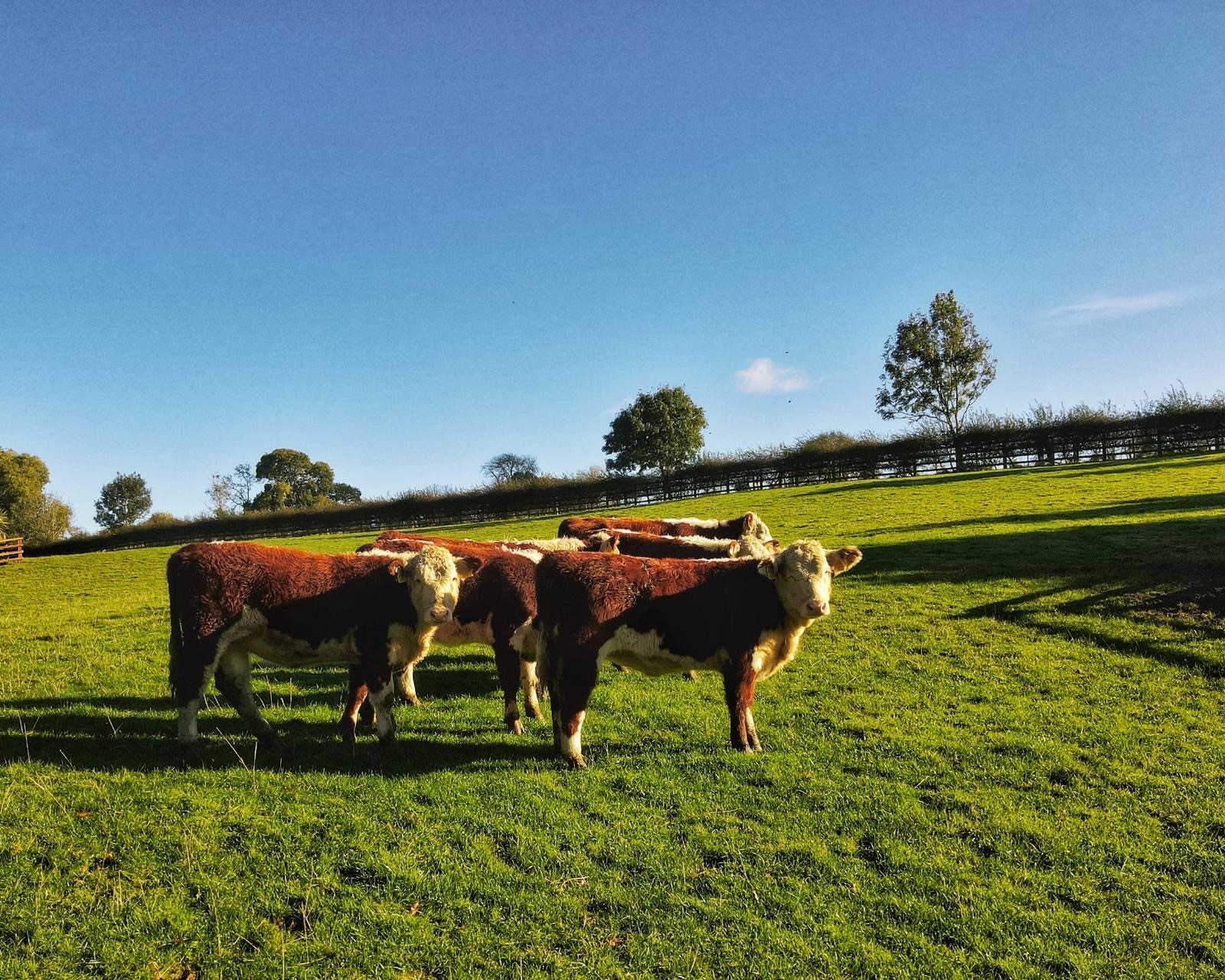 Cattle are housed for the winter but spend the summer months grazing on the farm