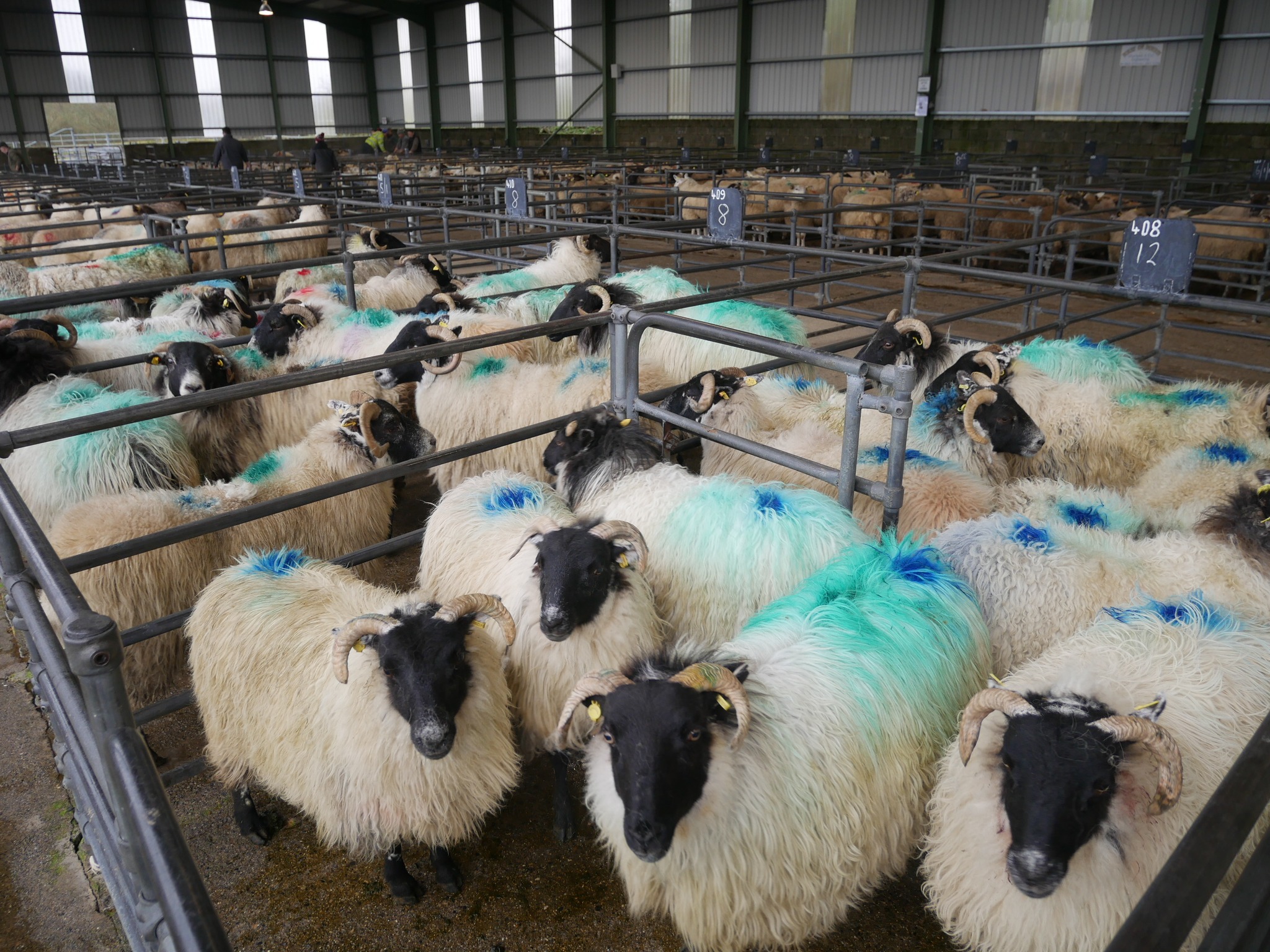 Source: Blessington Mart