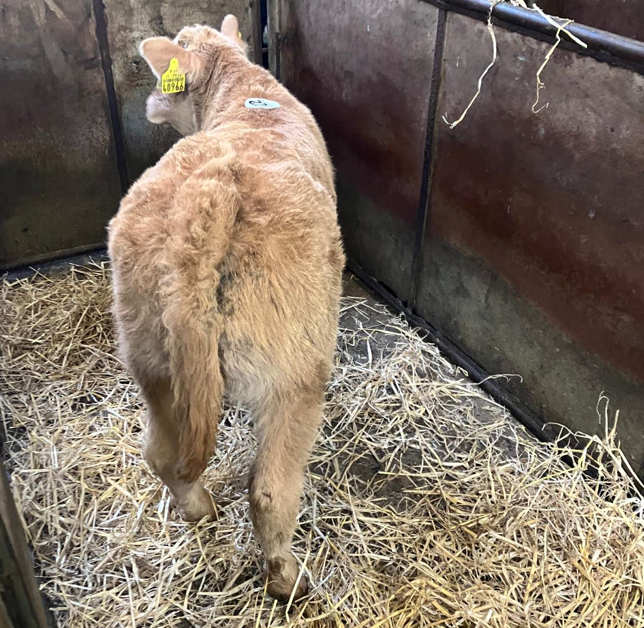 This Charolais cross heifer achieved a price of €700 Image source: Carrigallen Mart