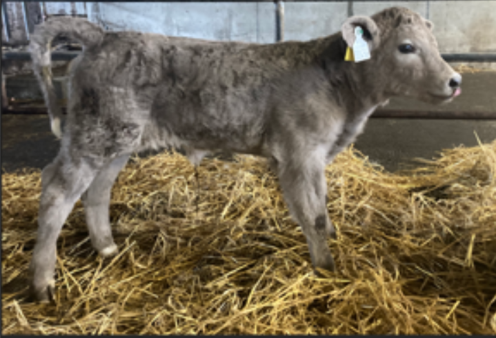 Sire: Derryolam Matt (CH 4436). Born: Feb 1, 2024. Sex: Female. Calving score: 1. Source: Teagasc