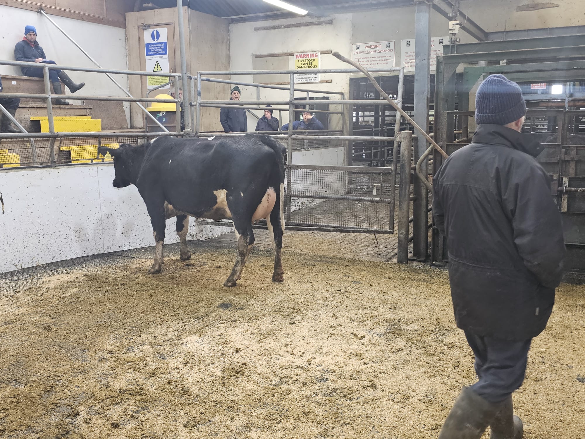 Lot 22A: Gortnaor 5239 Mary, sold for €2,600Image source: Doyle, Hunt and Hunt