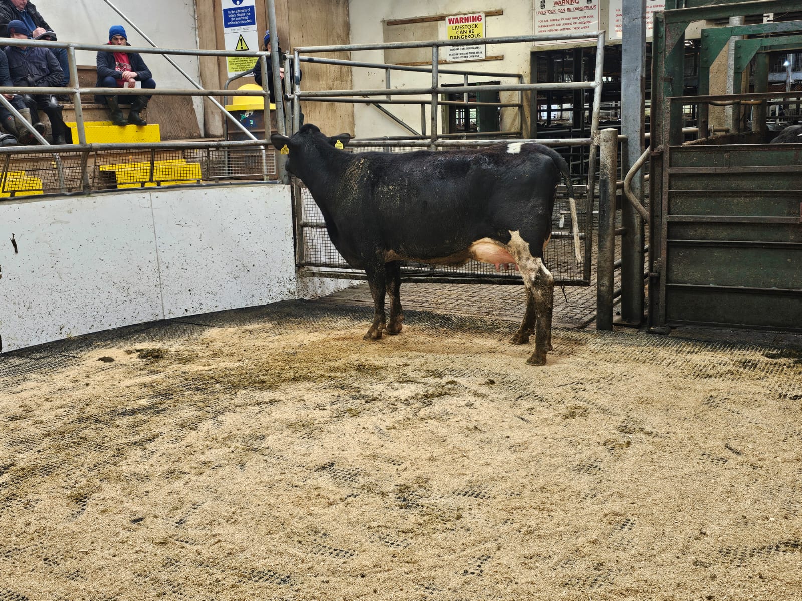 Lot 6: Burncourt 6085 Andrea 28, sold for €2,600Image source: Doyle, Hunt and Hunt