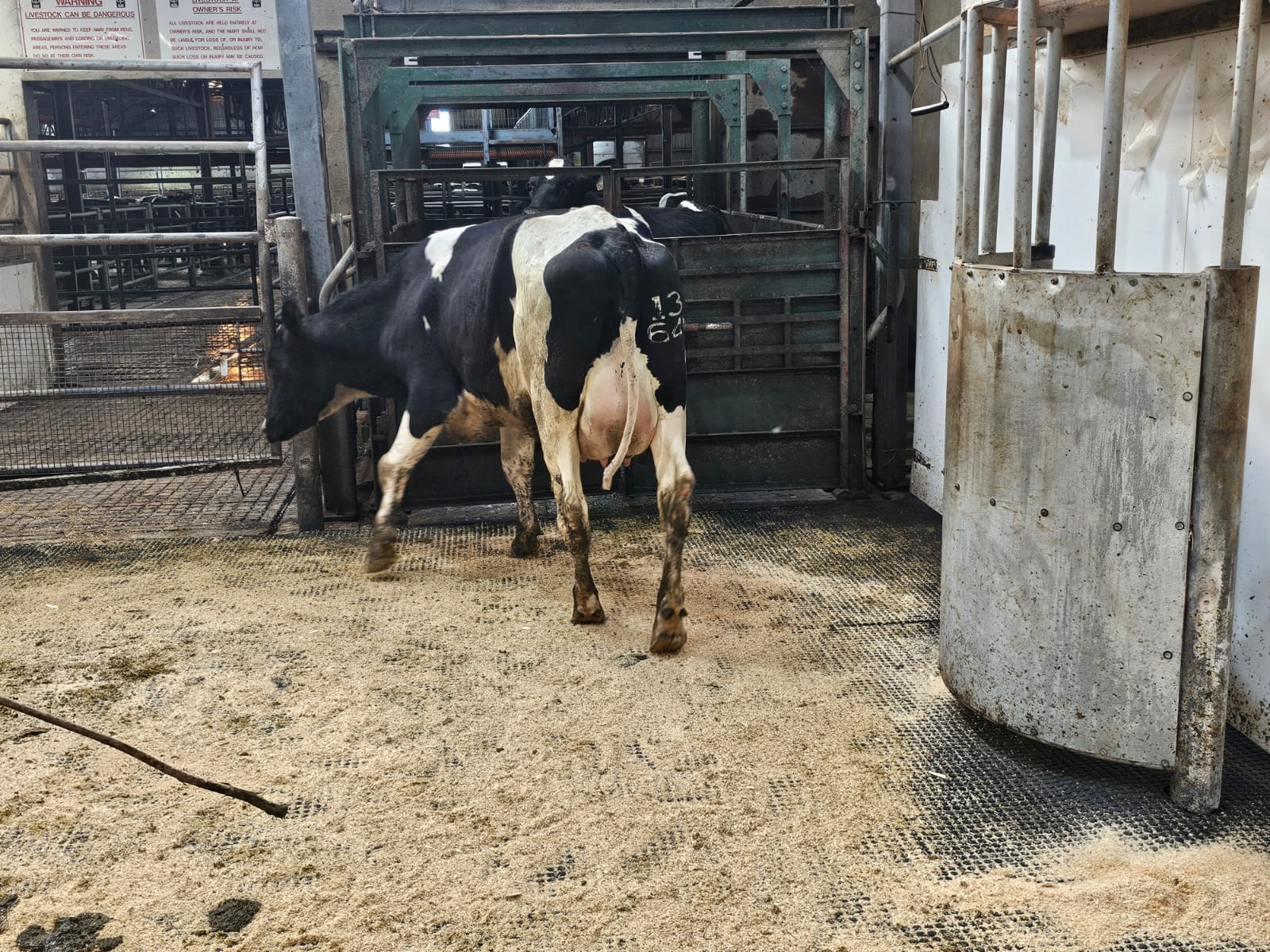 Lot 8: Burncourt 5857 Suzanne 81, sold for €2,350 Image source: Doyle, Hunt and Hunt