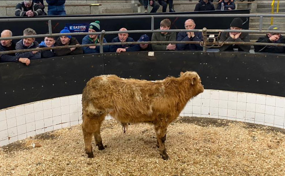 This 250kg bull calf sold for €1,280 or €5.12/kg