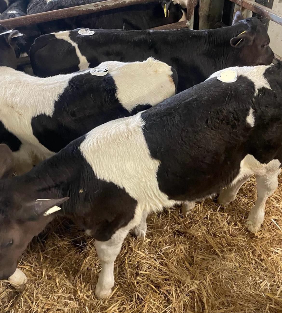 These three Friesian bulls sold for €185